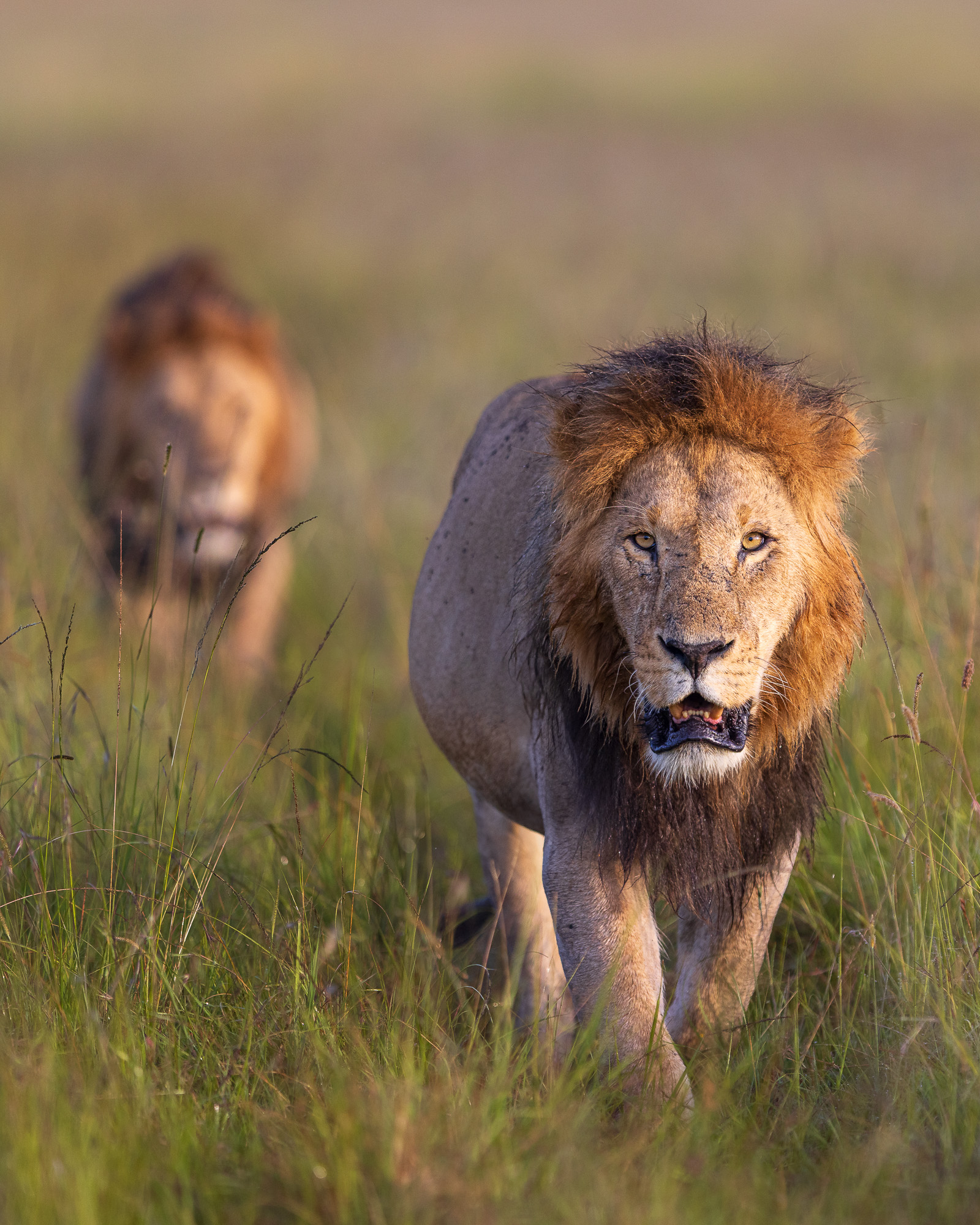 07223701012025001 b©SimonePaleari