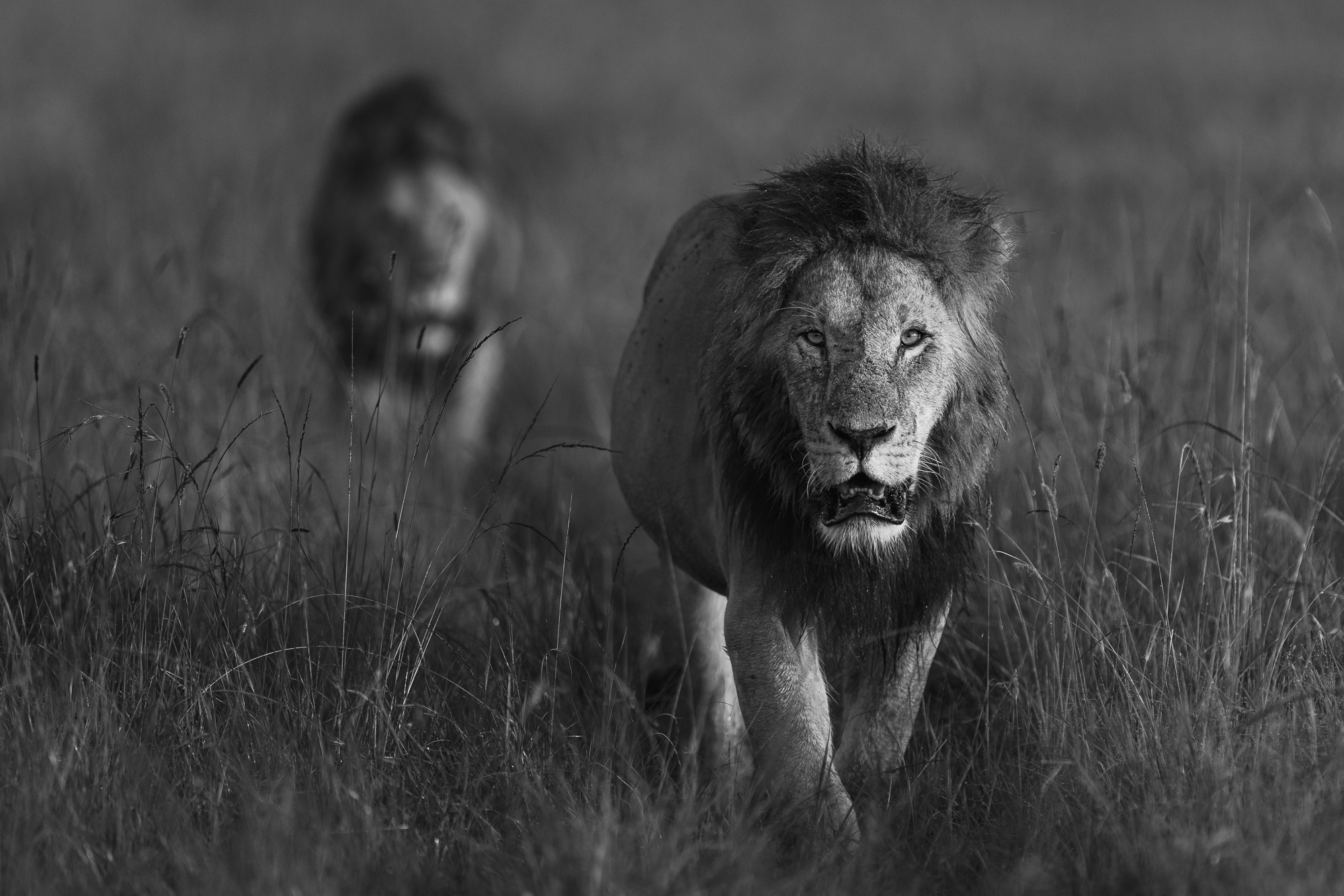 07223701012025001 ©SimonePaleari