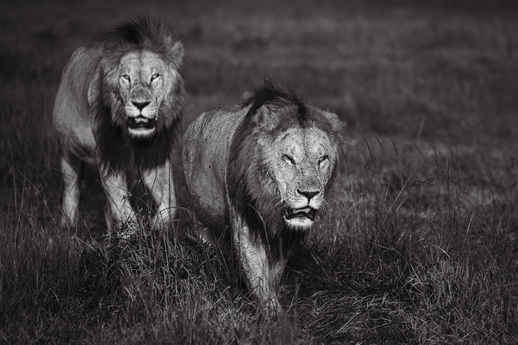 07300201012025001 ©SimonePaleari