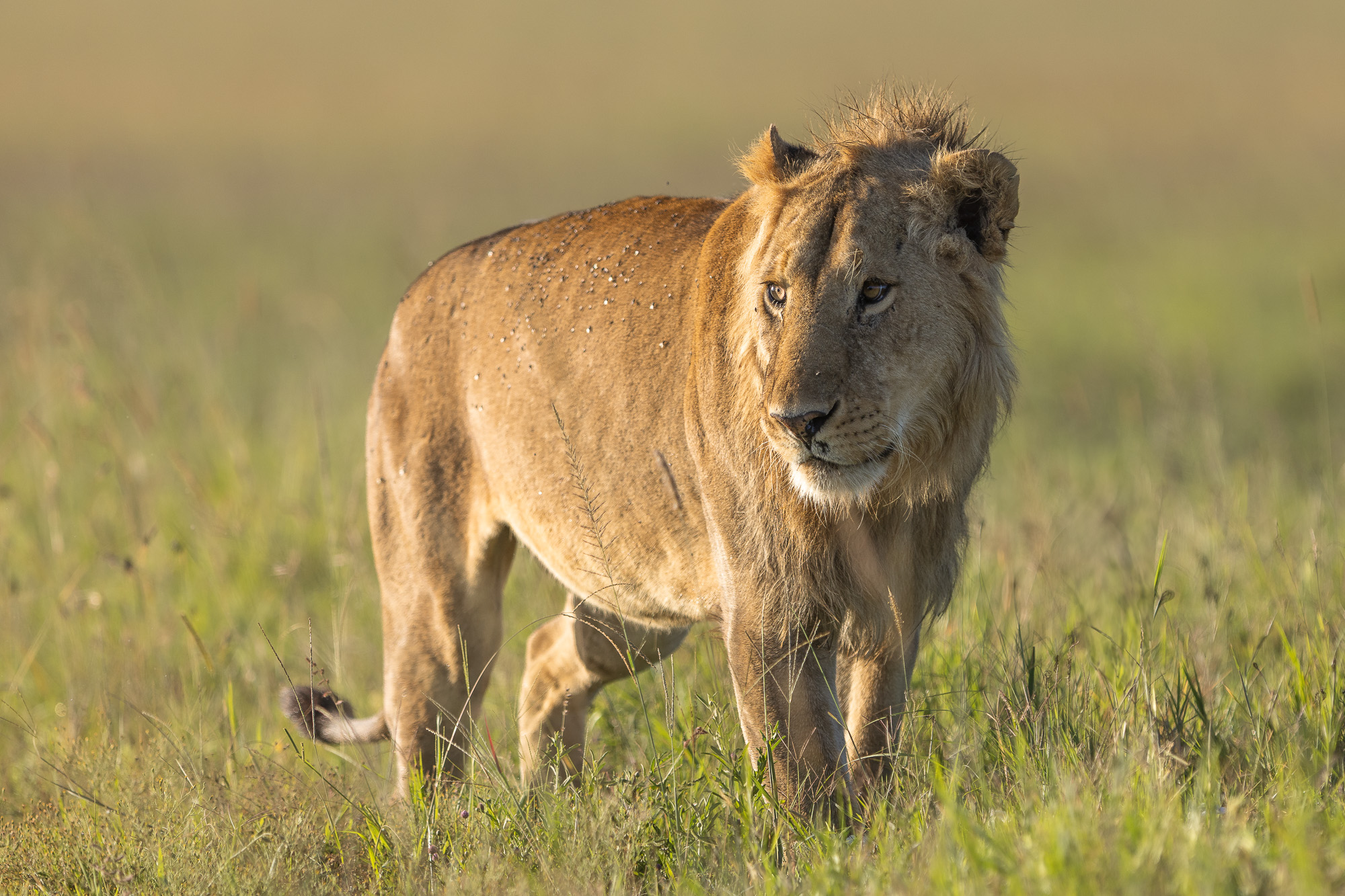 07313205012025005 3©SimonePaleari