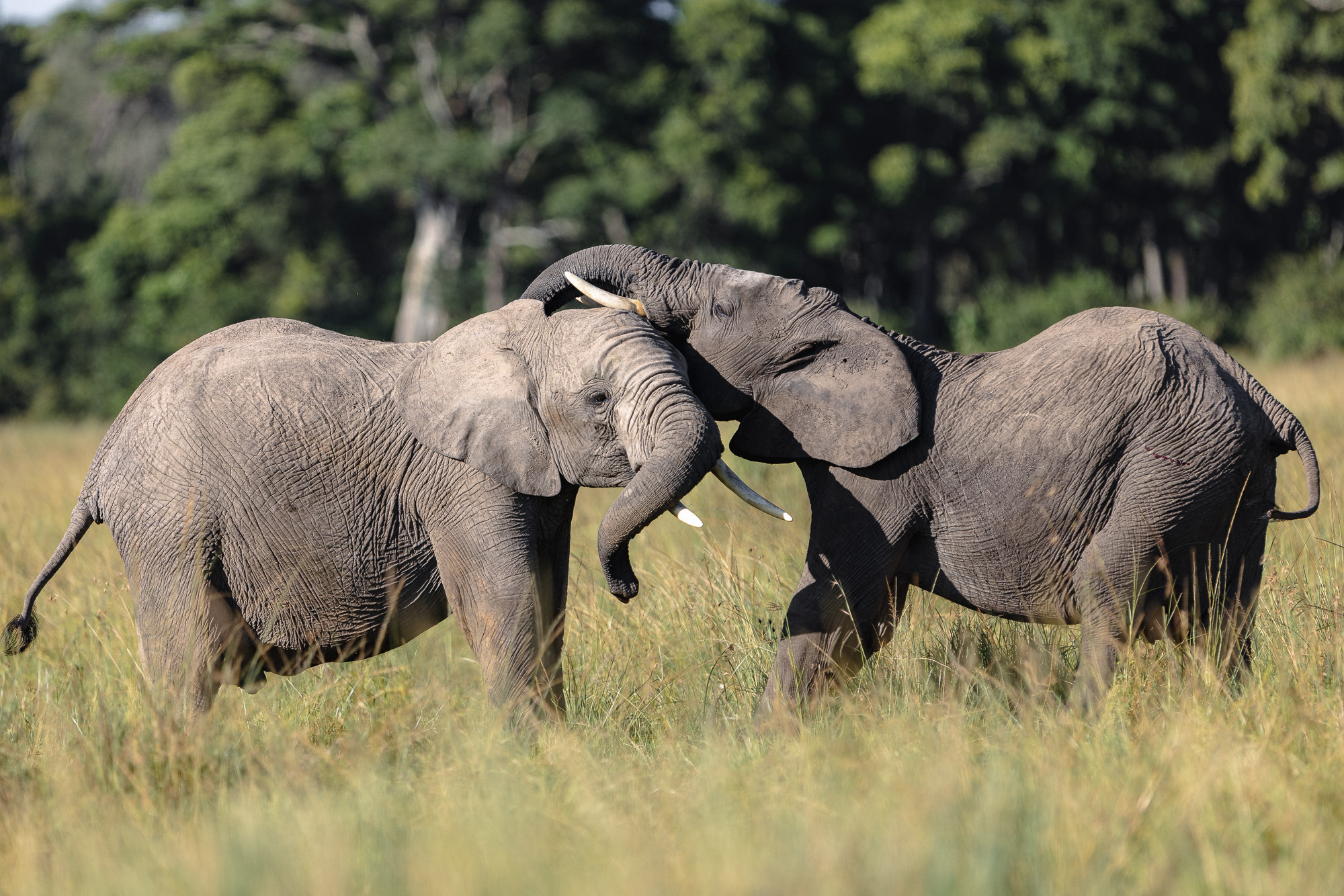 08395105012025005 ©SimonePaleari