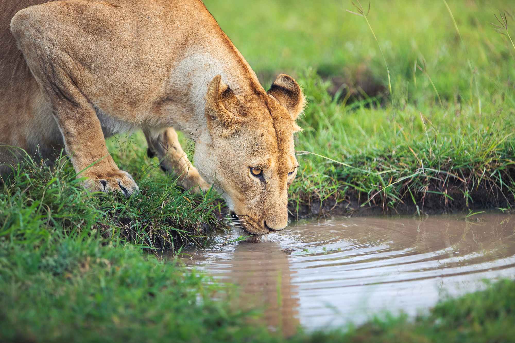 17160929122024364 ©SimonePaleari