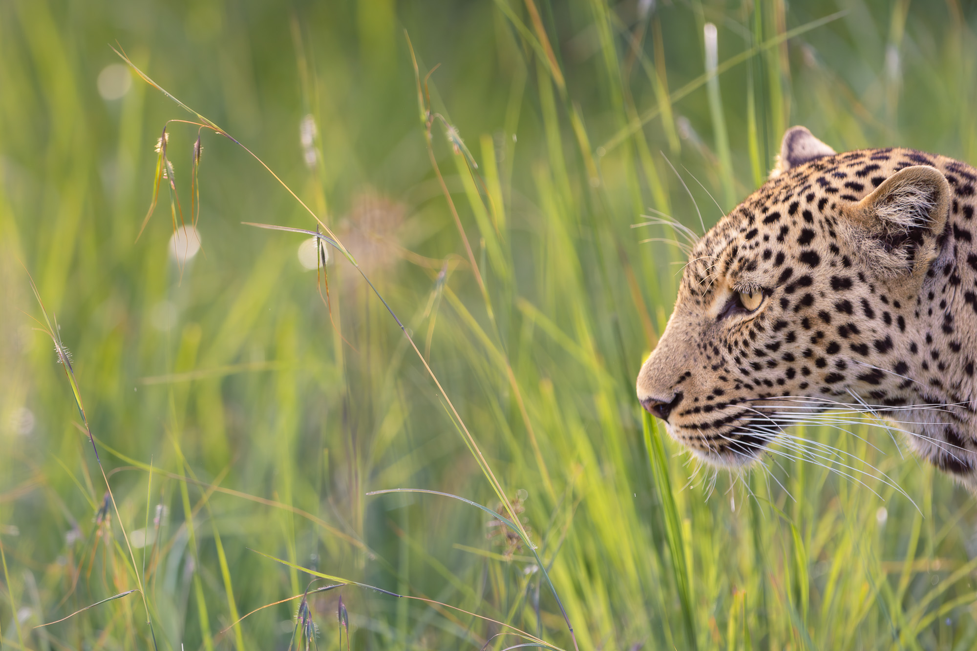 17592131122024366 2©SimonePaleari