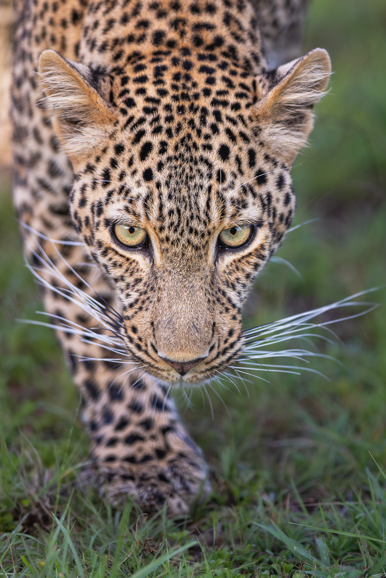 18083731122024366 ©SimonePaleari