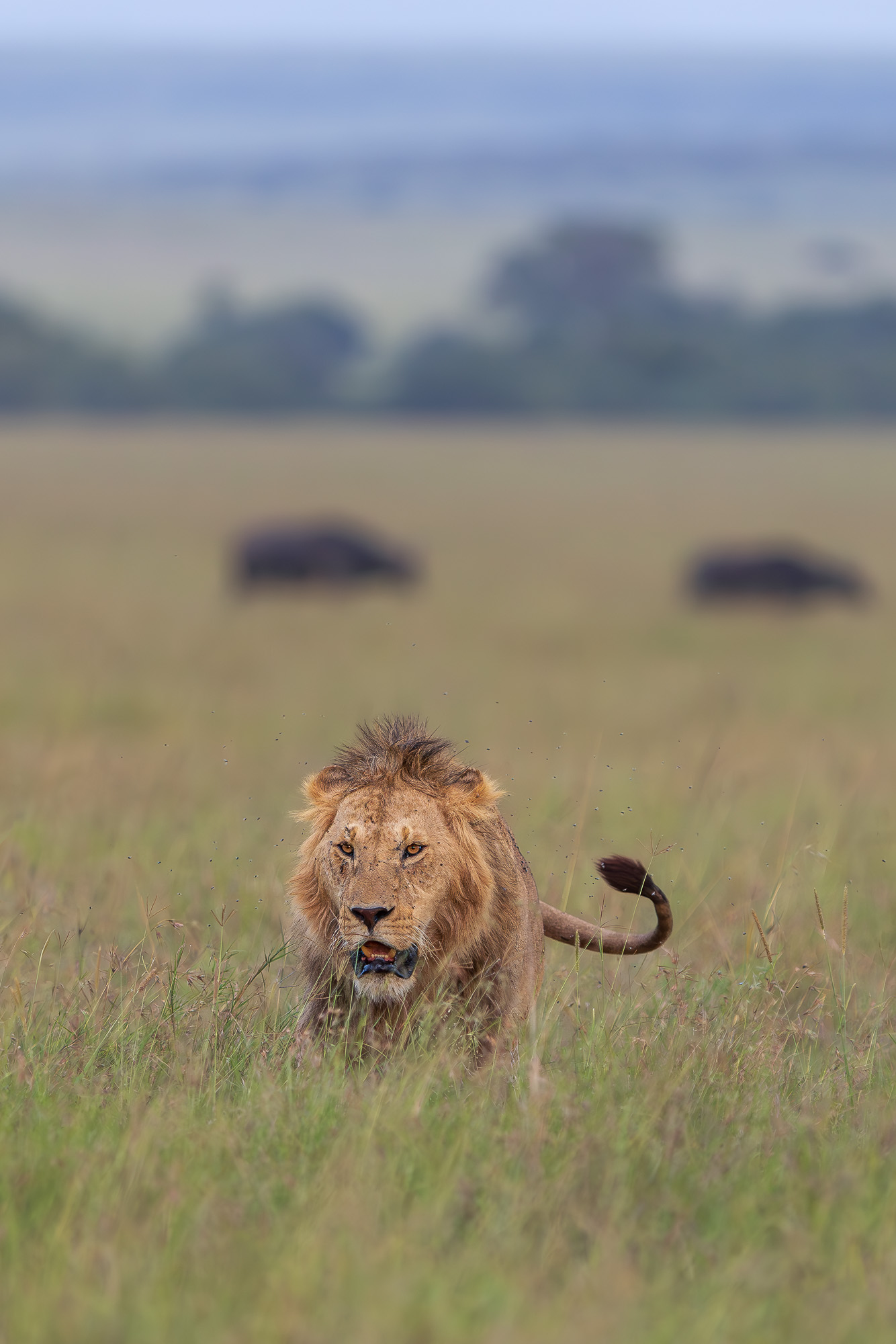 18335004012025004 ©SimonePaleari