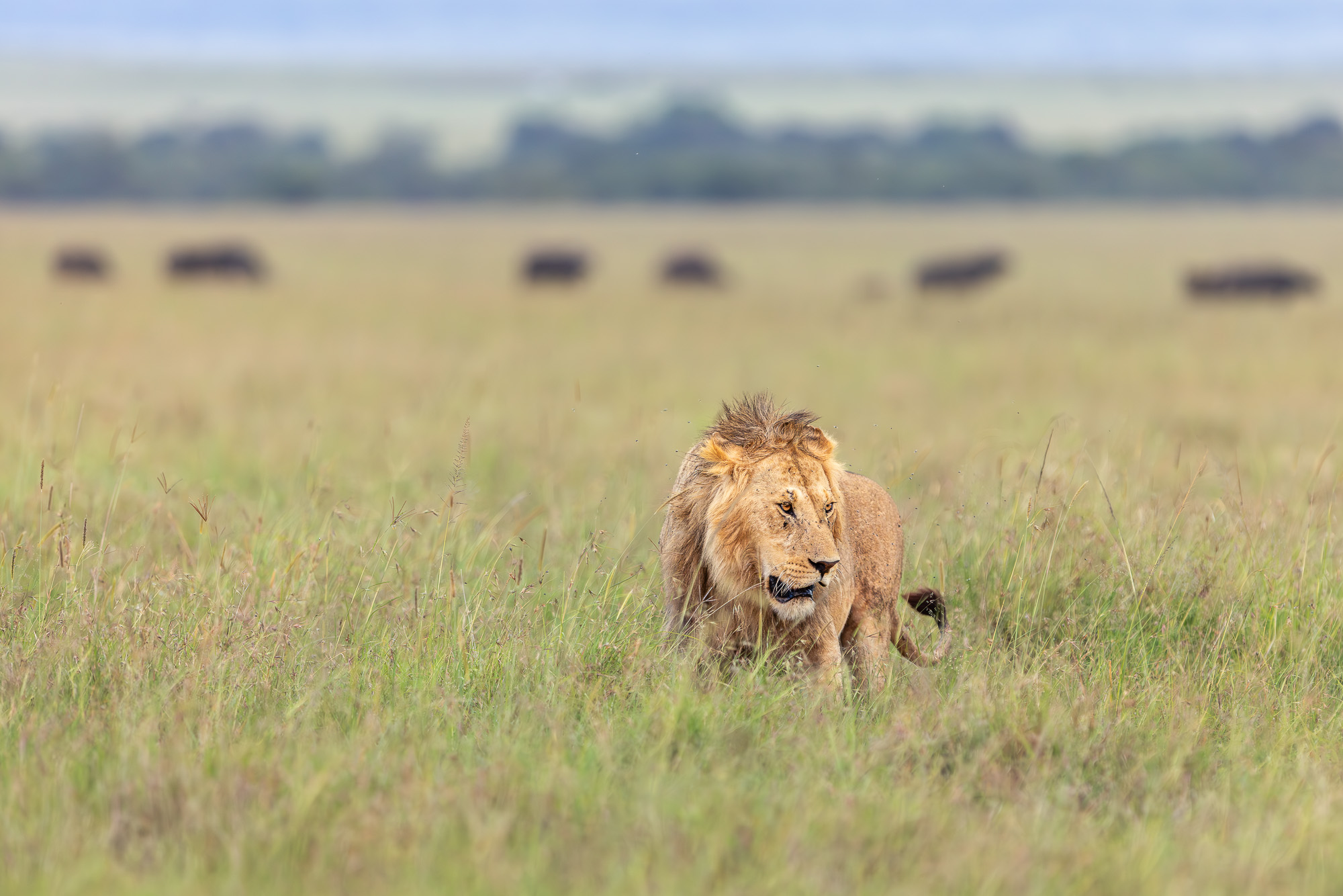 18340304012025004 ©SimonePaleari