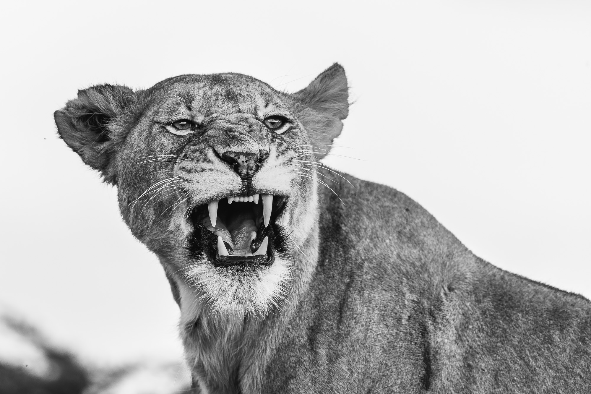 18362429122024364 ©SimonePaleari