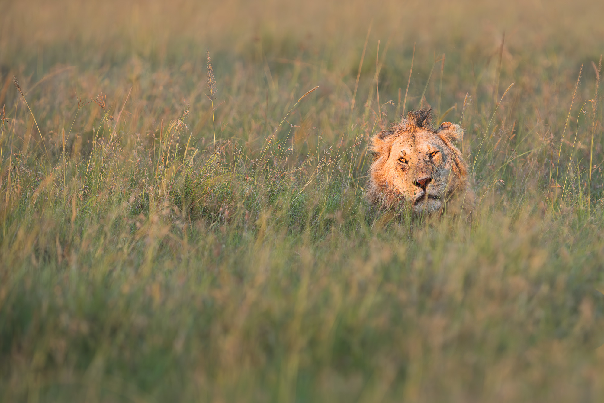 18402804012025004 ©SimonePaleari