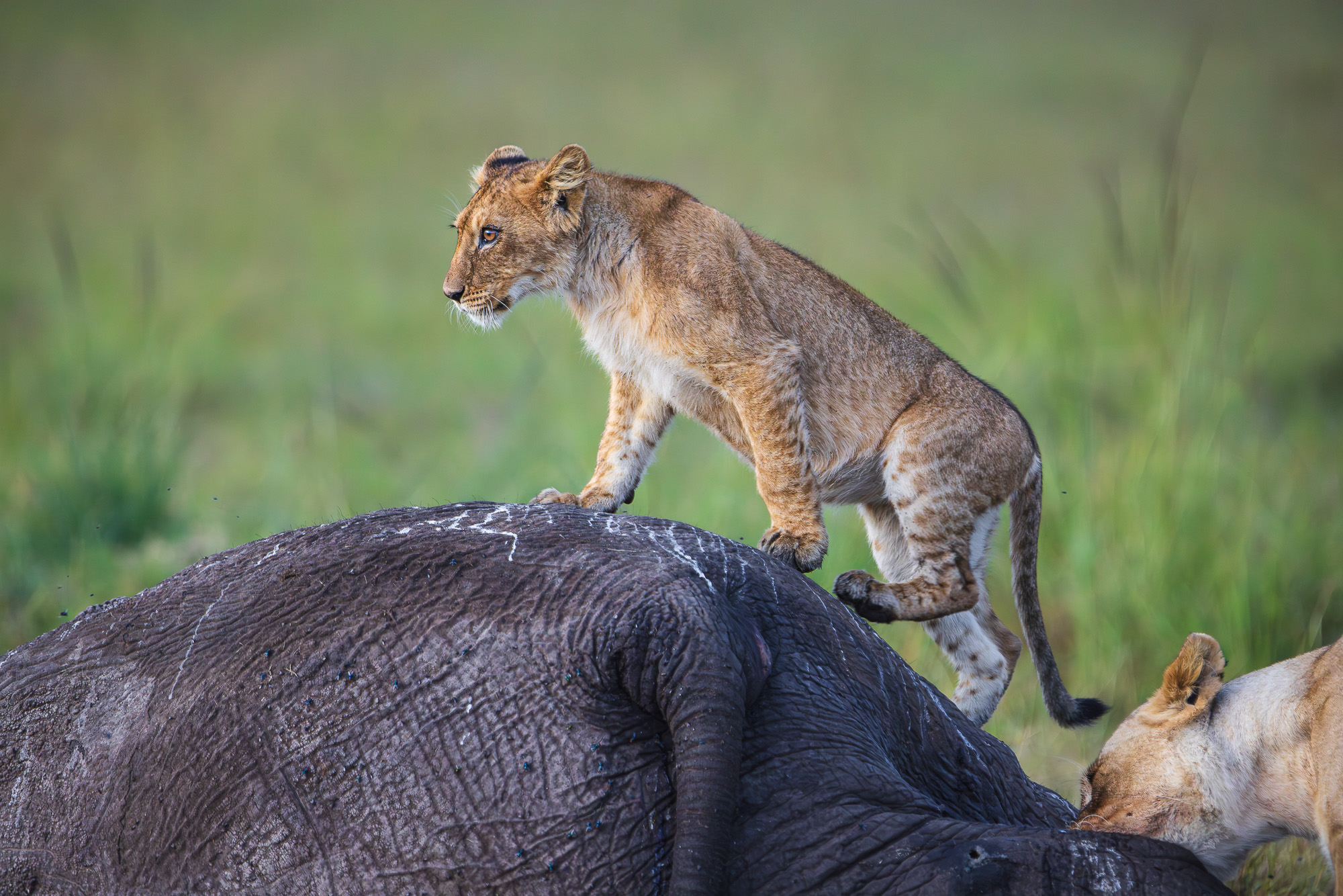 18415001012025001 2©SimonePaleari