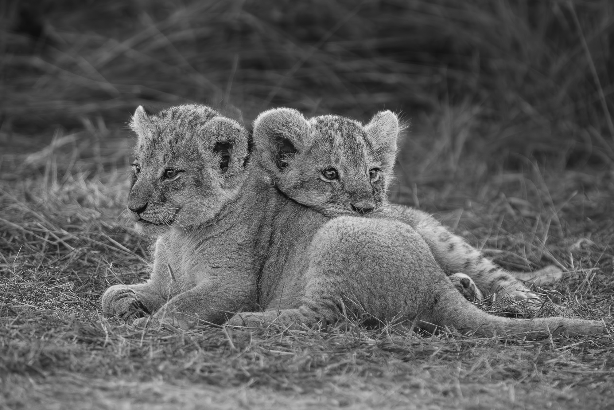 18481603012025003 2©SimonePaleari