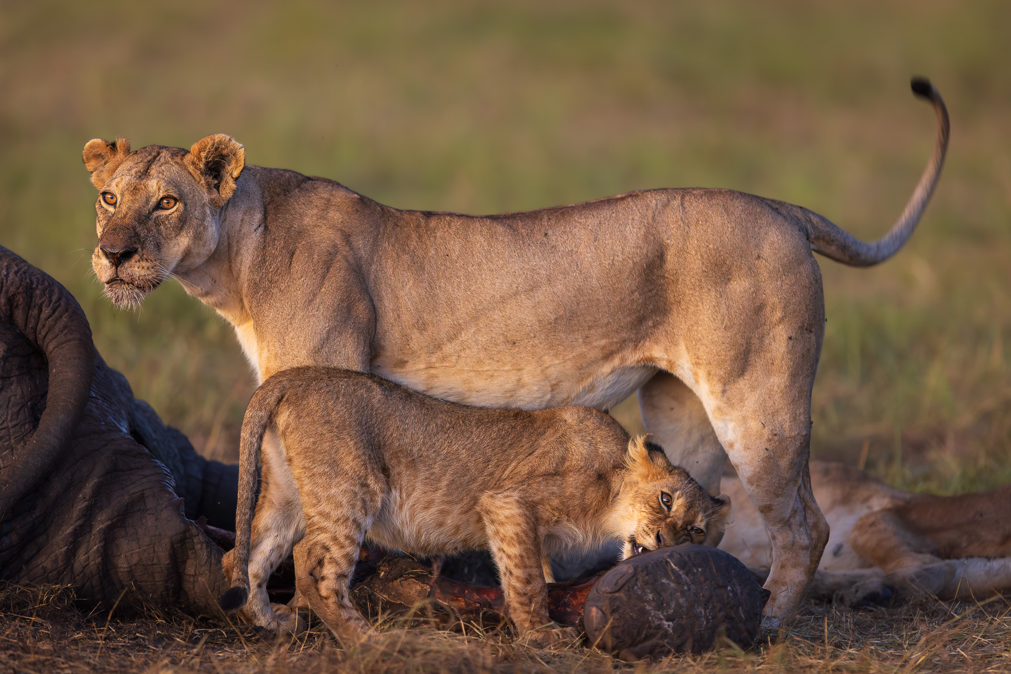 19021902012025002 ©SimonePaleari