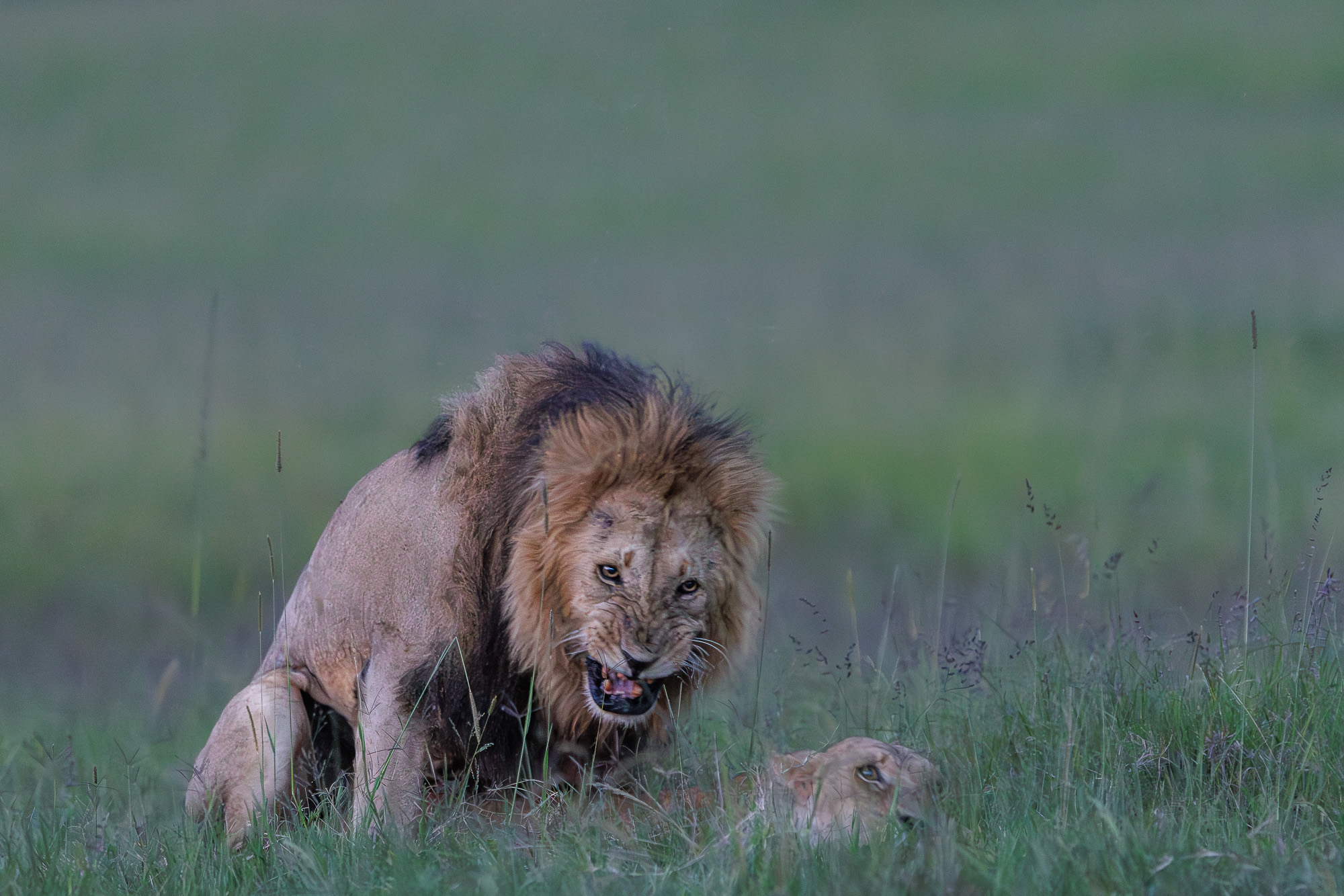 19102504012025004 ©SimonePaleari