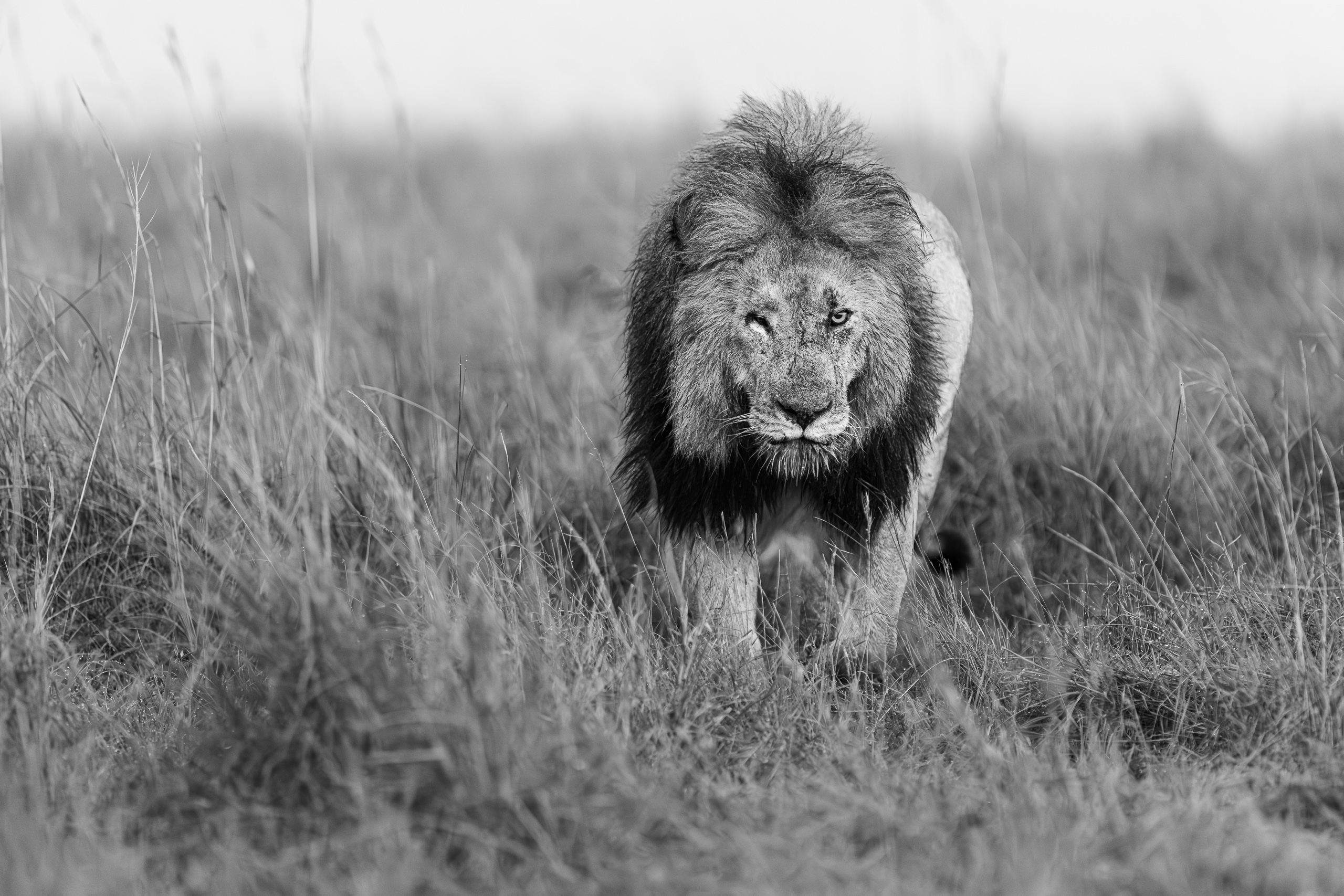 06330802012026002 2©SimonePaleari