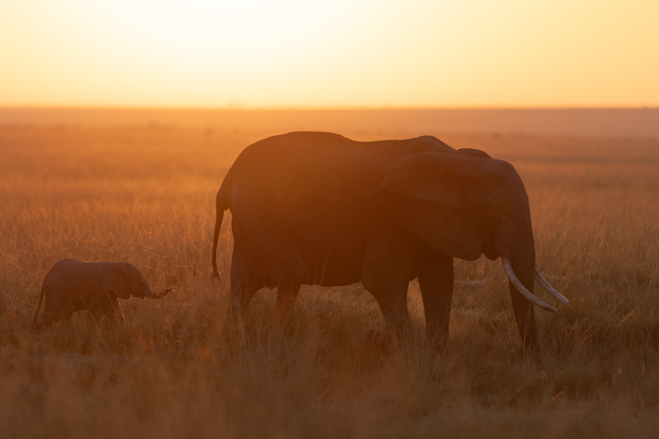 06461703012026003 ©SimonePaleari