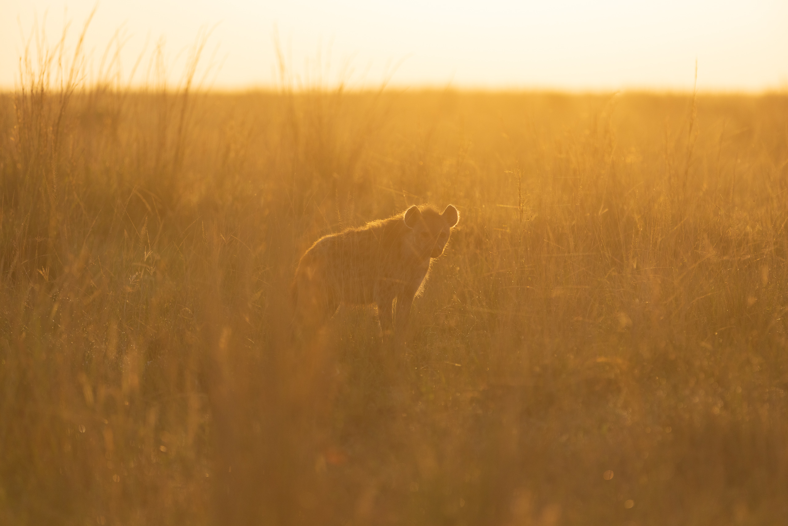 06584003012026003 ©SimonePaleari