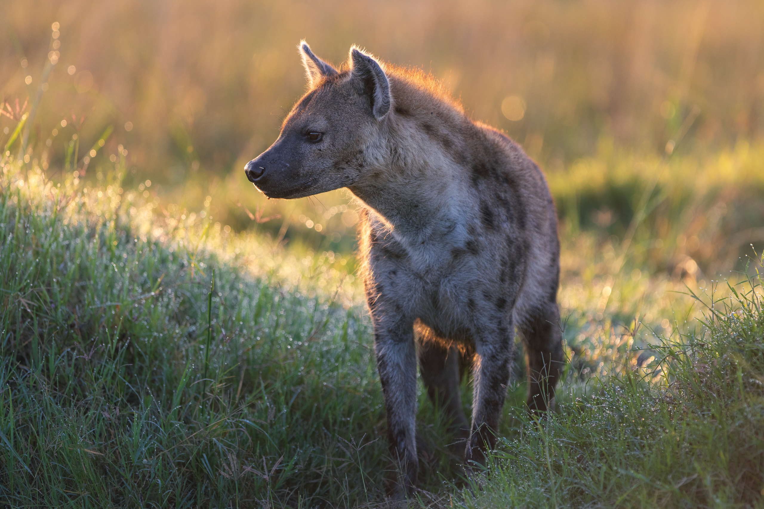 06591903012026003 ©SimonePaleari