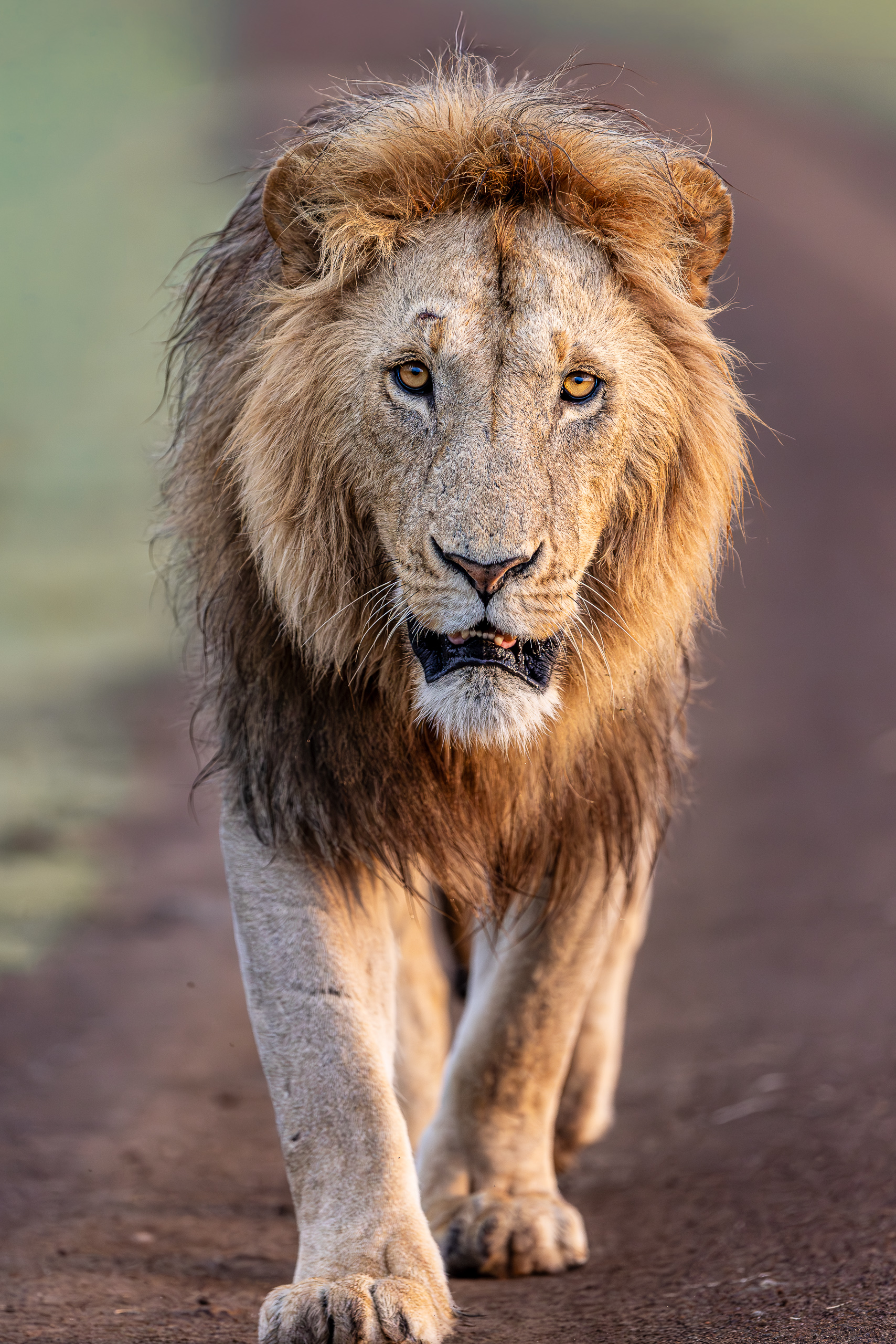 07112905012026005 ©SimonePaleari