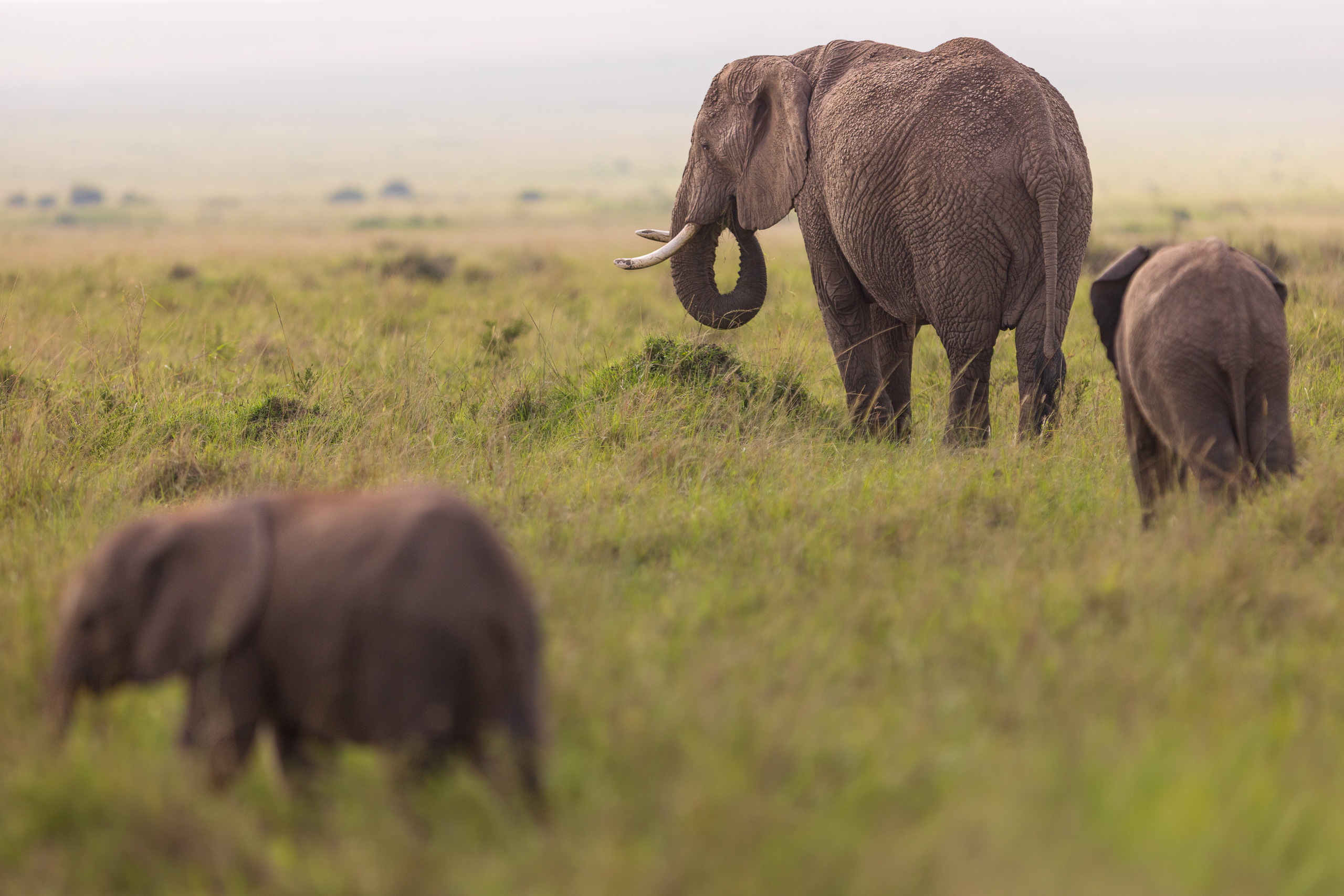 09351504012026004 ©SimonePaleari