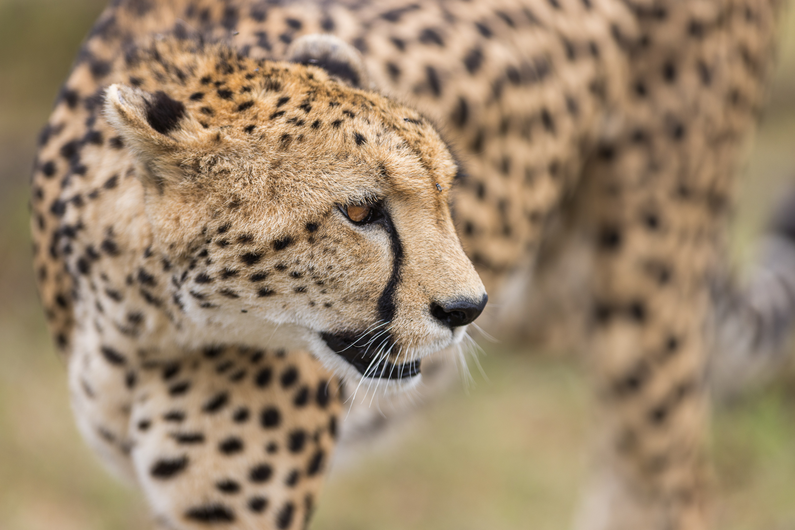 11041729122025363 ©SimonePaleari