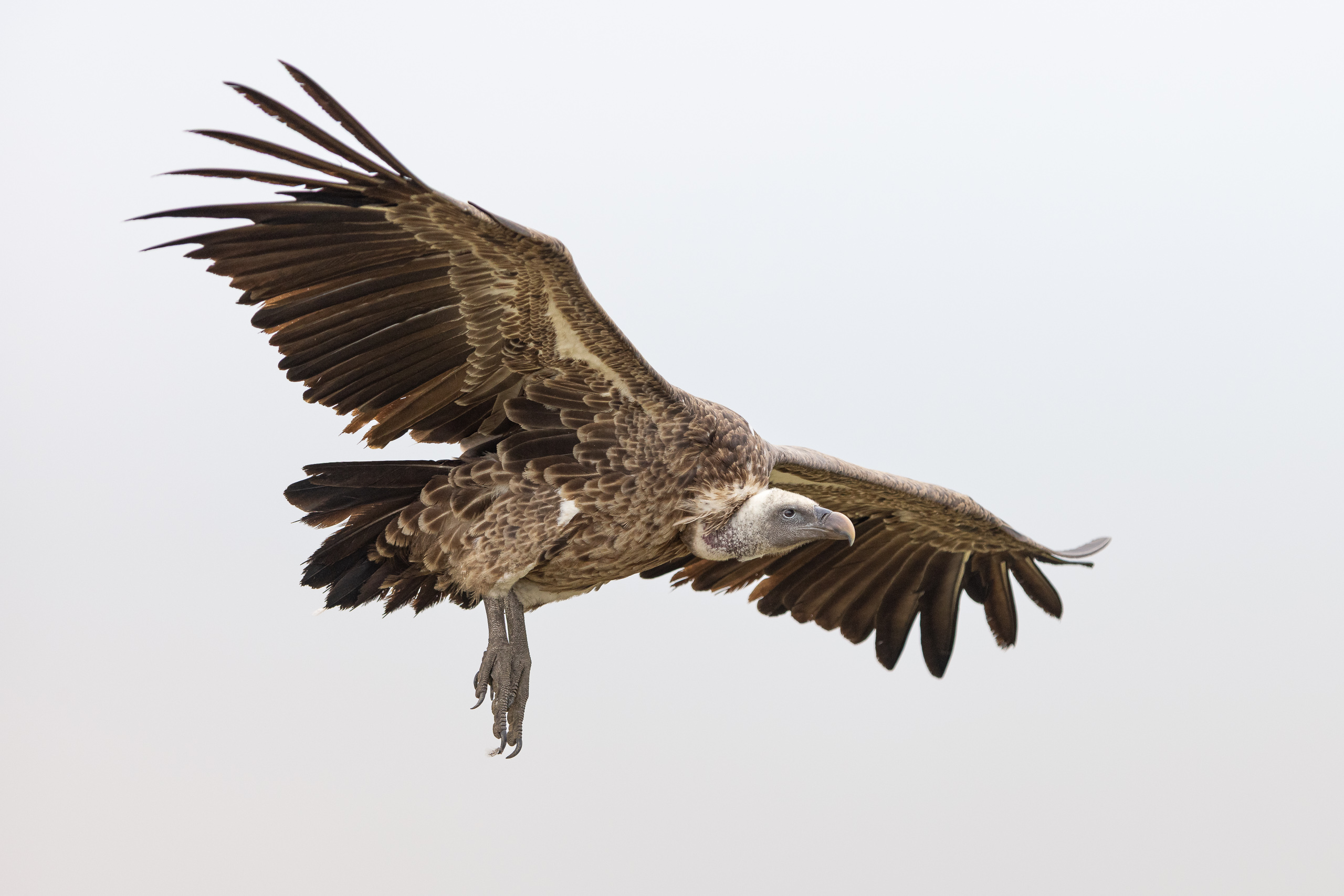 12331029122025363 ©SimonePaleari