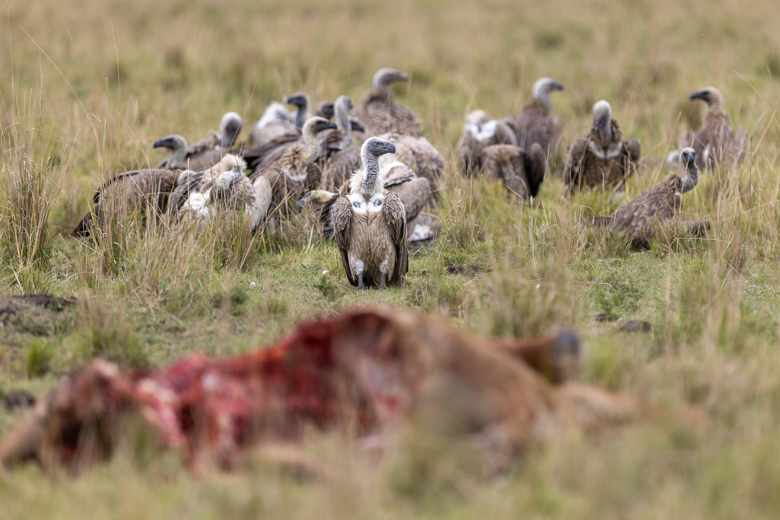 12461729122025363 ©SimonePaleari