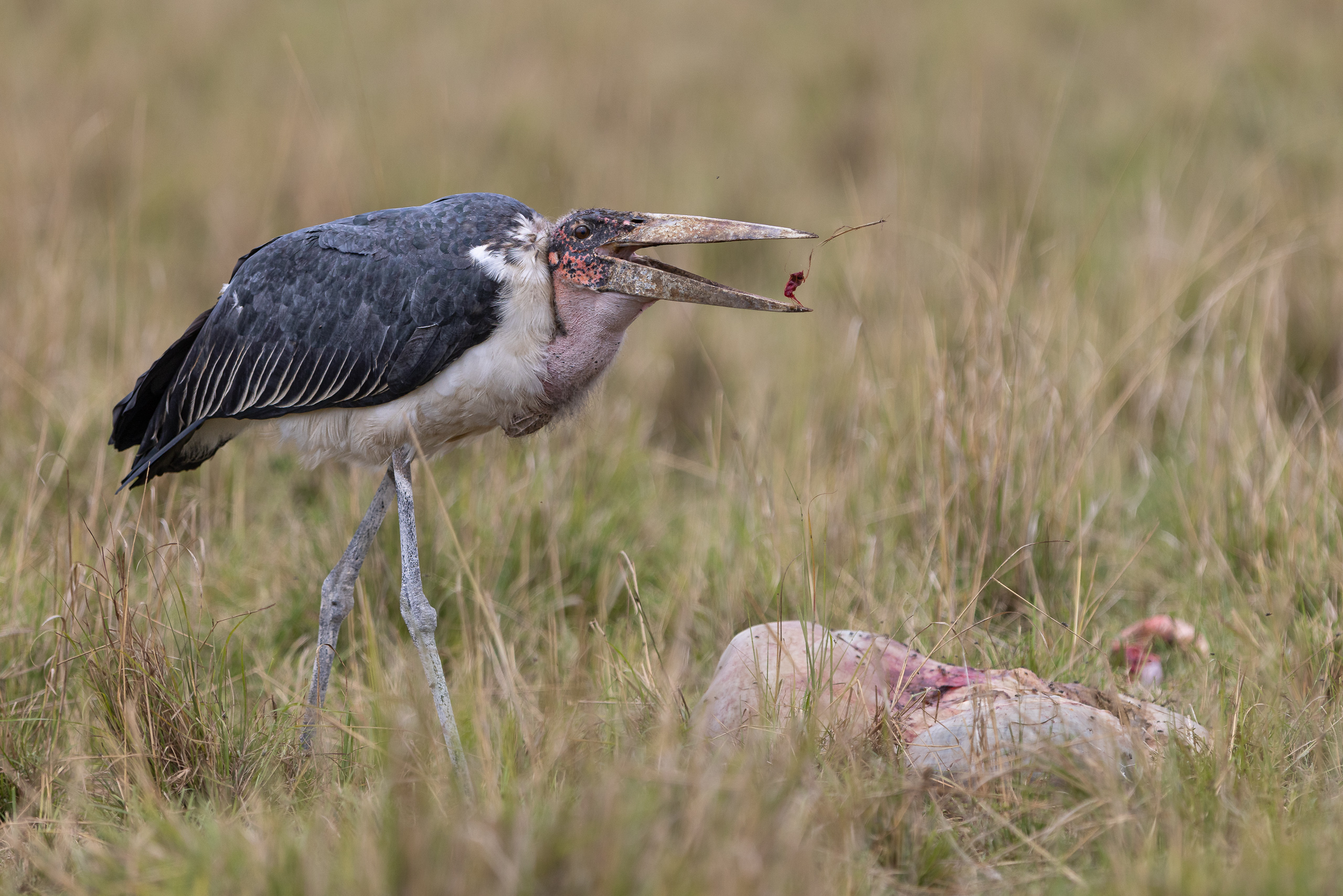 12473529122025363 ©SimonePaleari