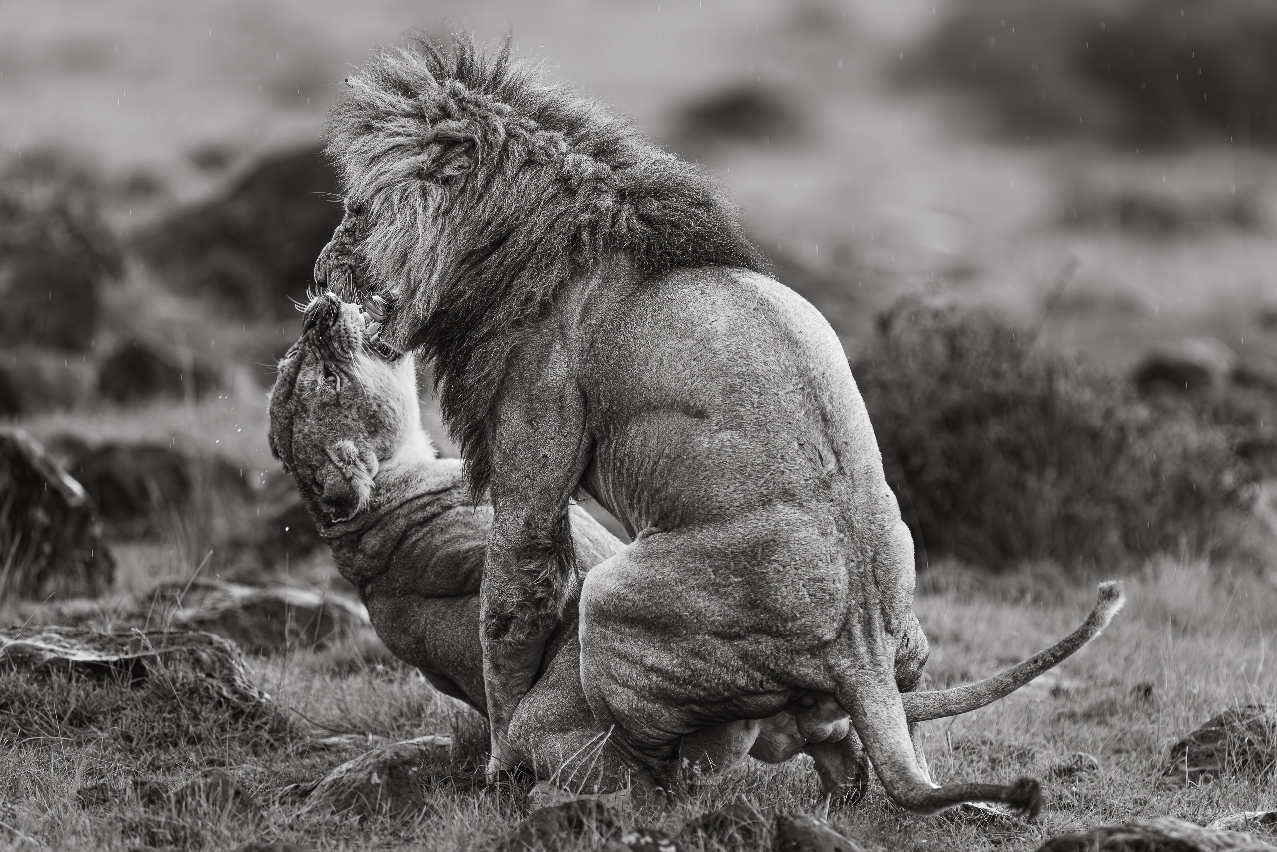 16594029122025363 ©SimonePaleari