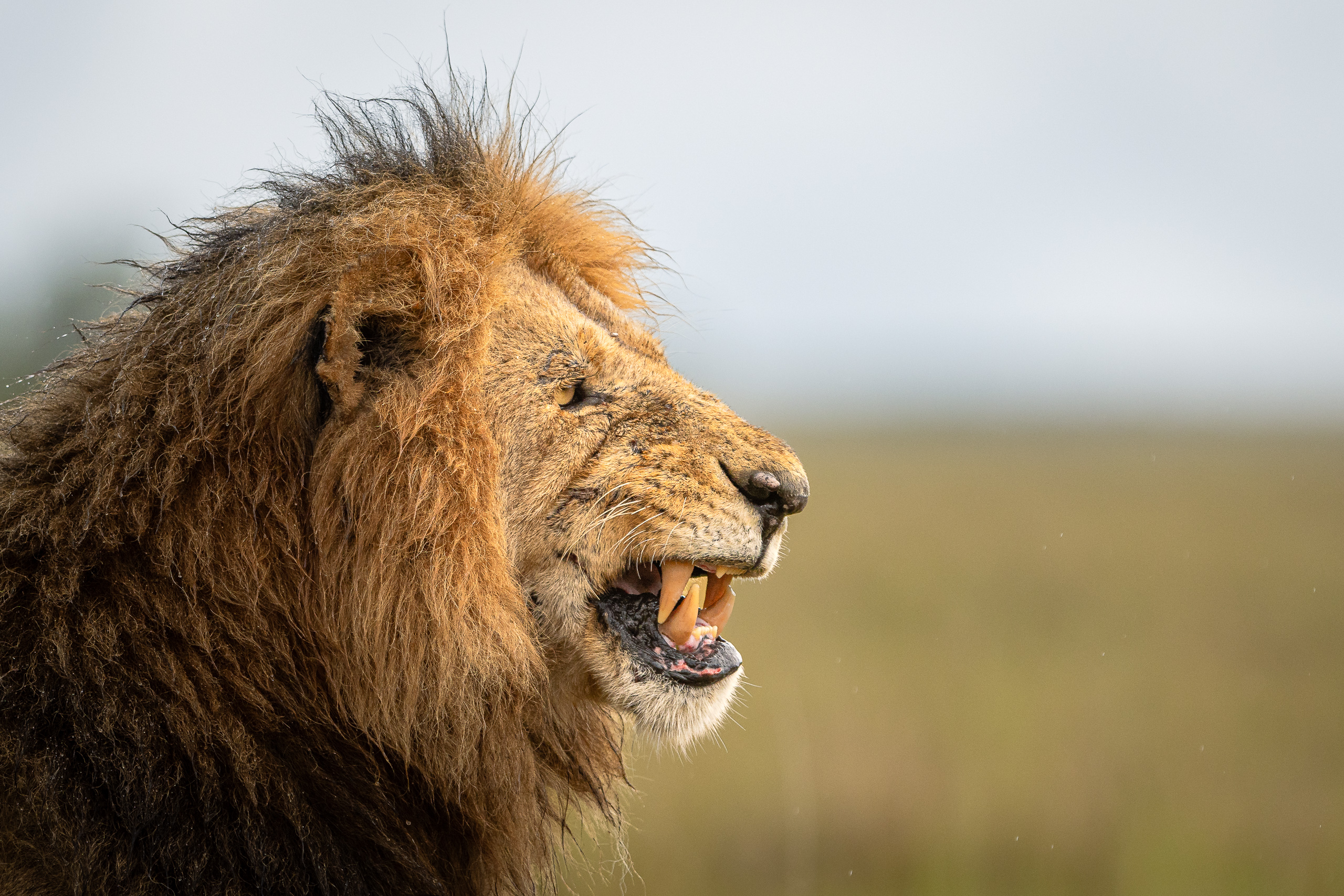 17164230122025364 ©SimonePaleari