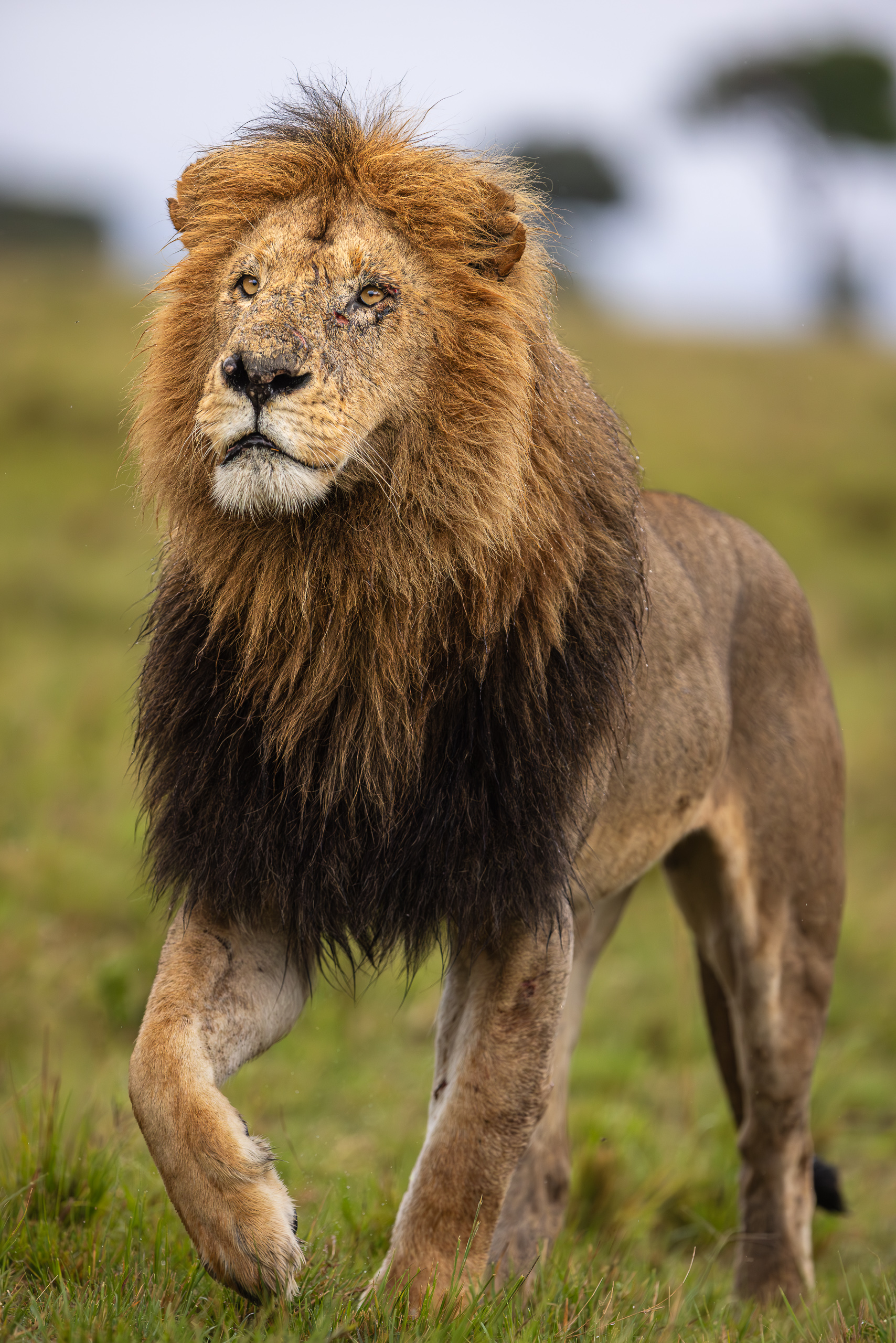 17420430122025364 ©SimonePaleari