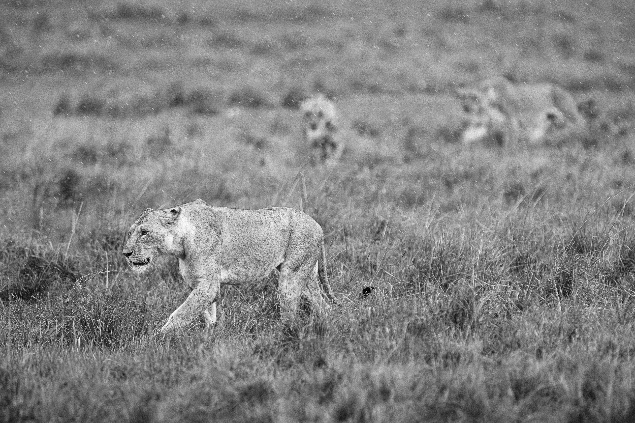 17583904012026004 3©SimonePaleari