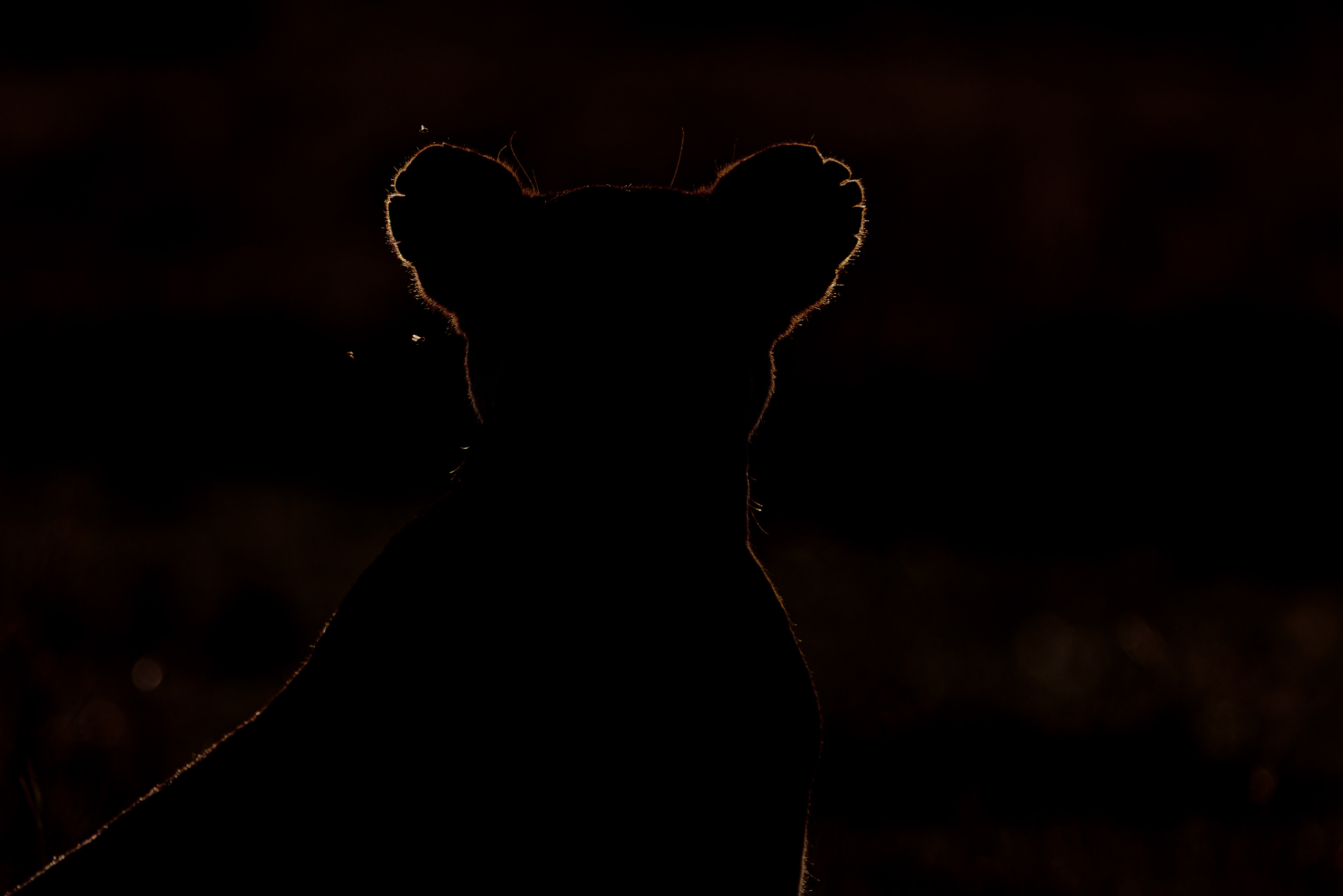 18125103012026003 ©SimonePaleari