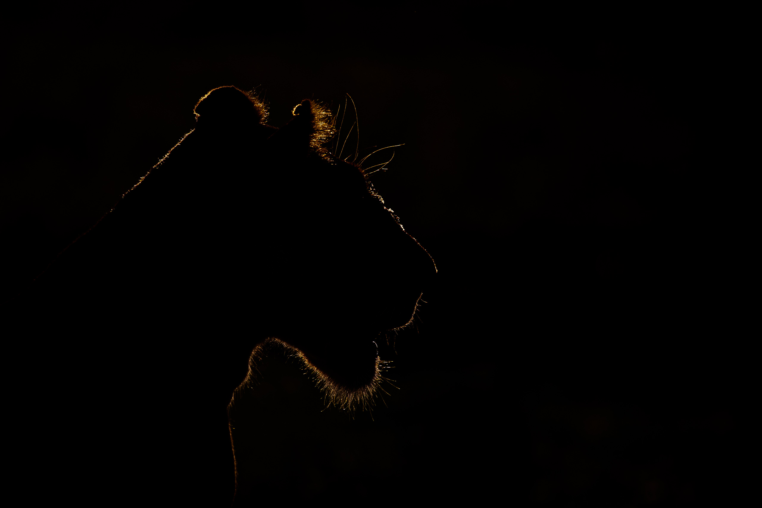 18134303012026003 ©SimonePaleari