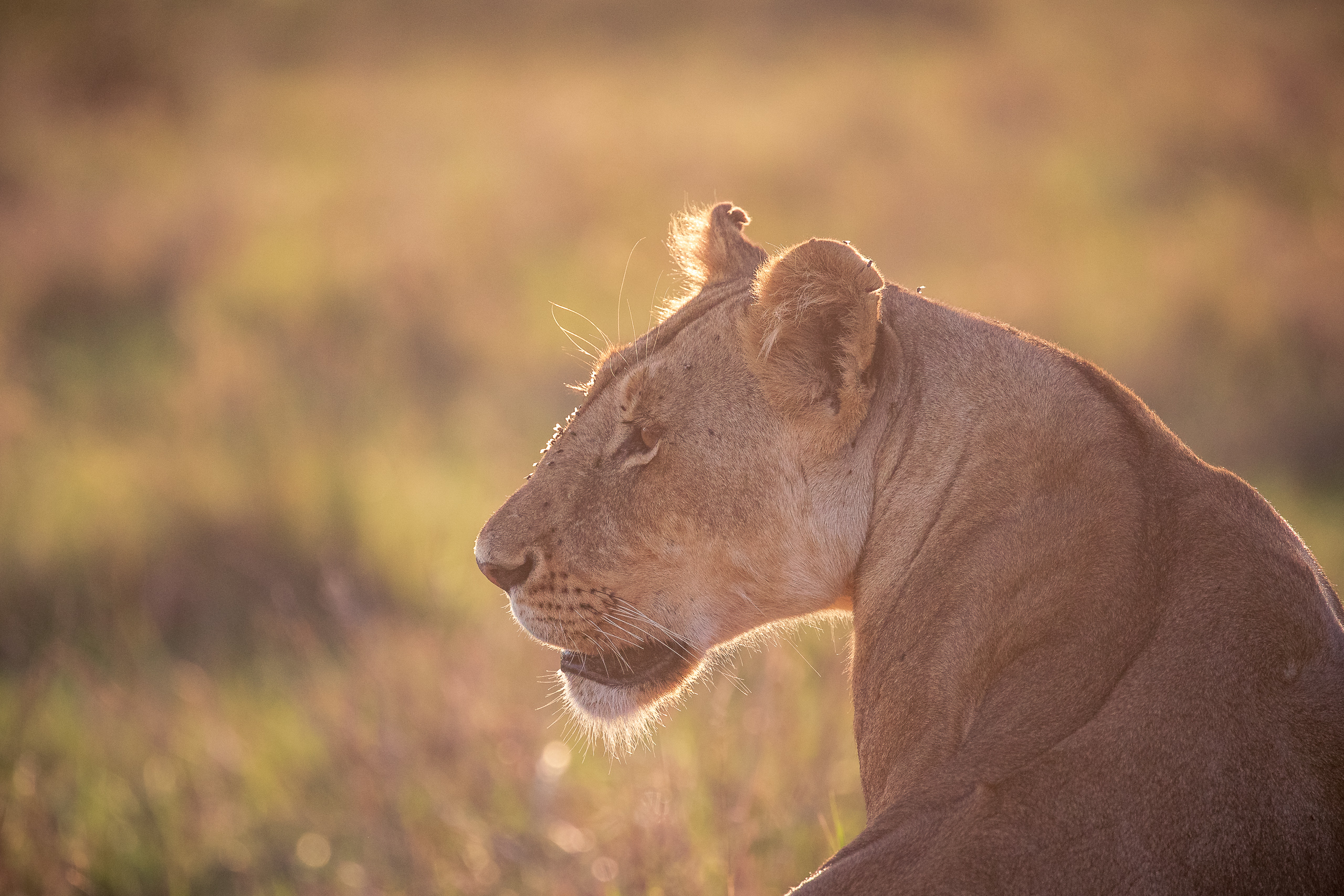 18142803012026003 ©SimonePaleari