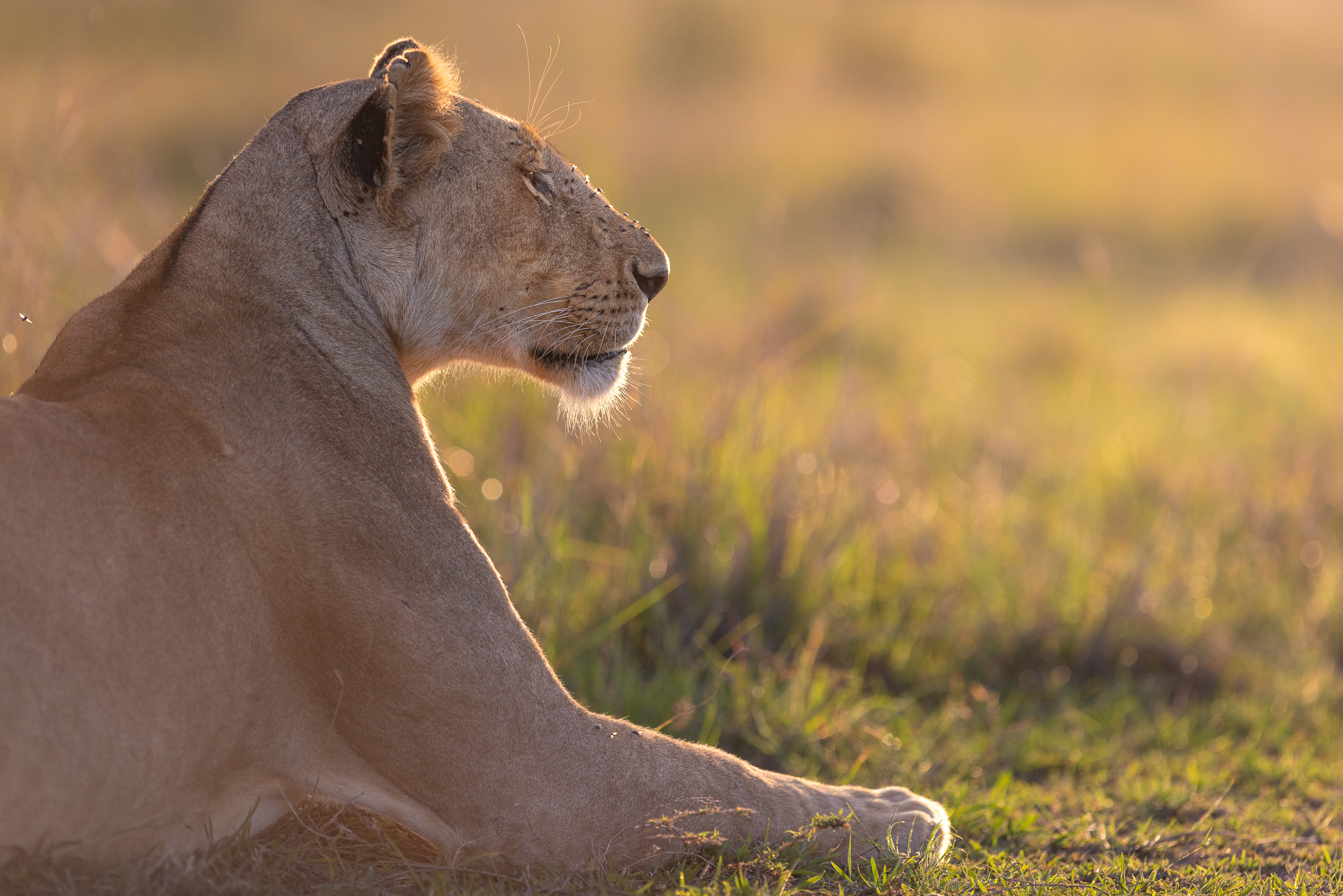 18174003012026003 ©SimonePaleari