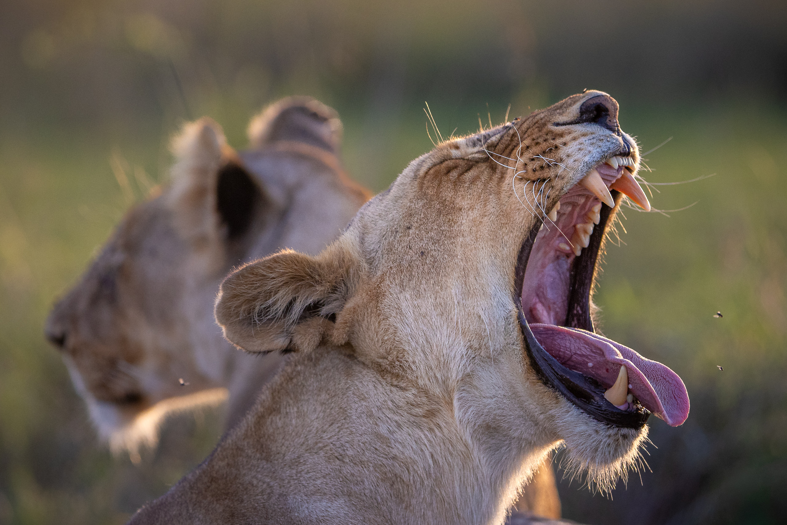 18230103012026003 ©SimonePaleari