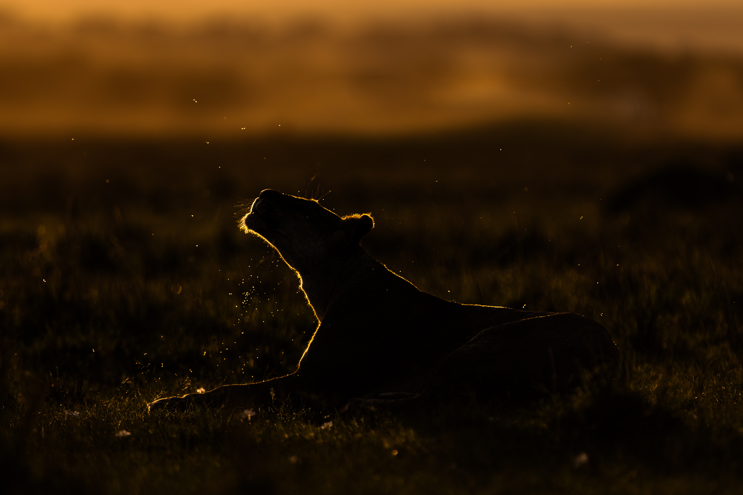 18245502012026002 ©SimonePaleari