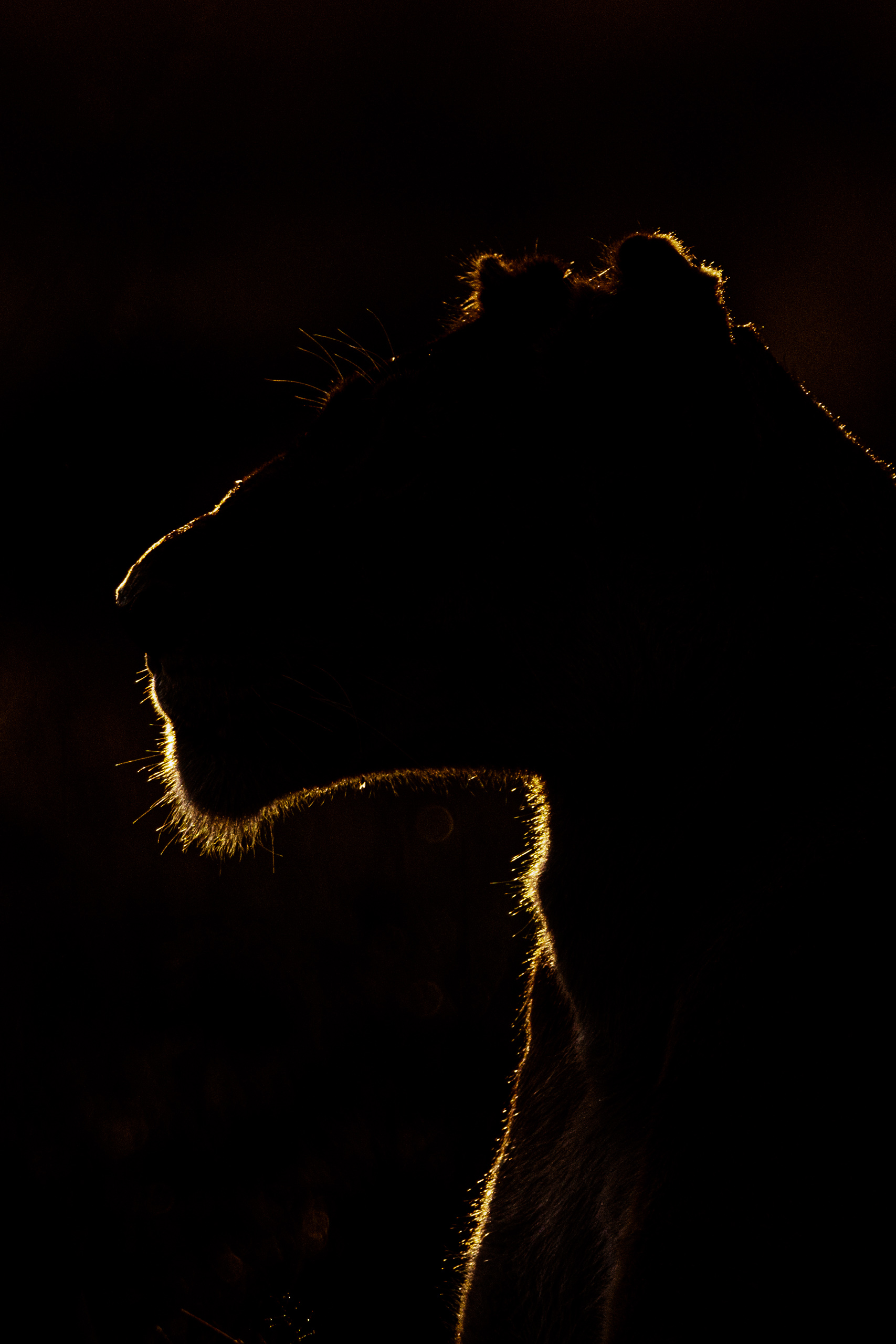 18294502012026002 ©SimonePaleari