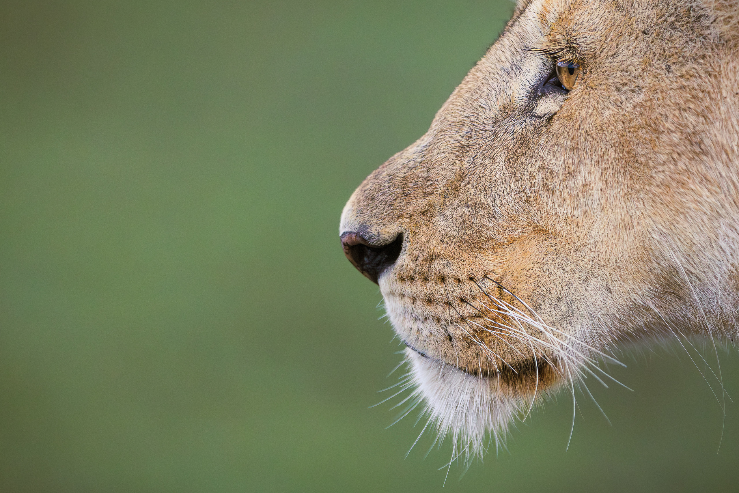 18355704012026004 ©SimonePaleari