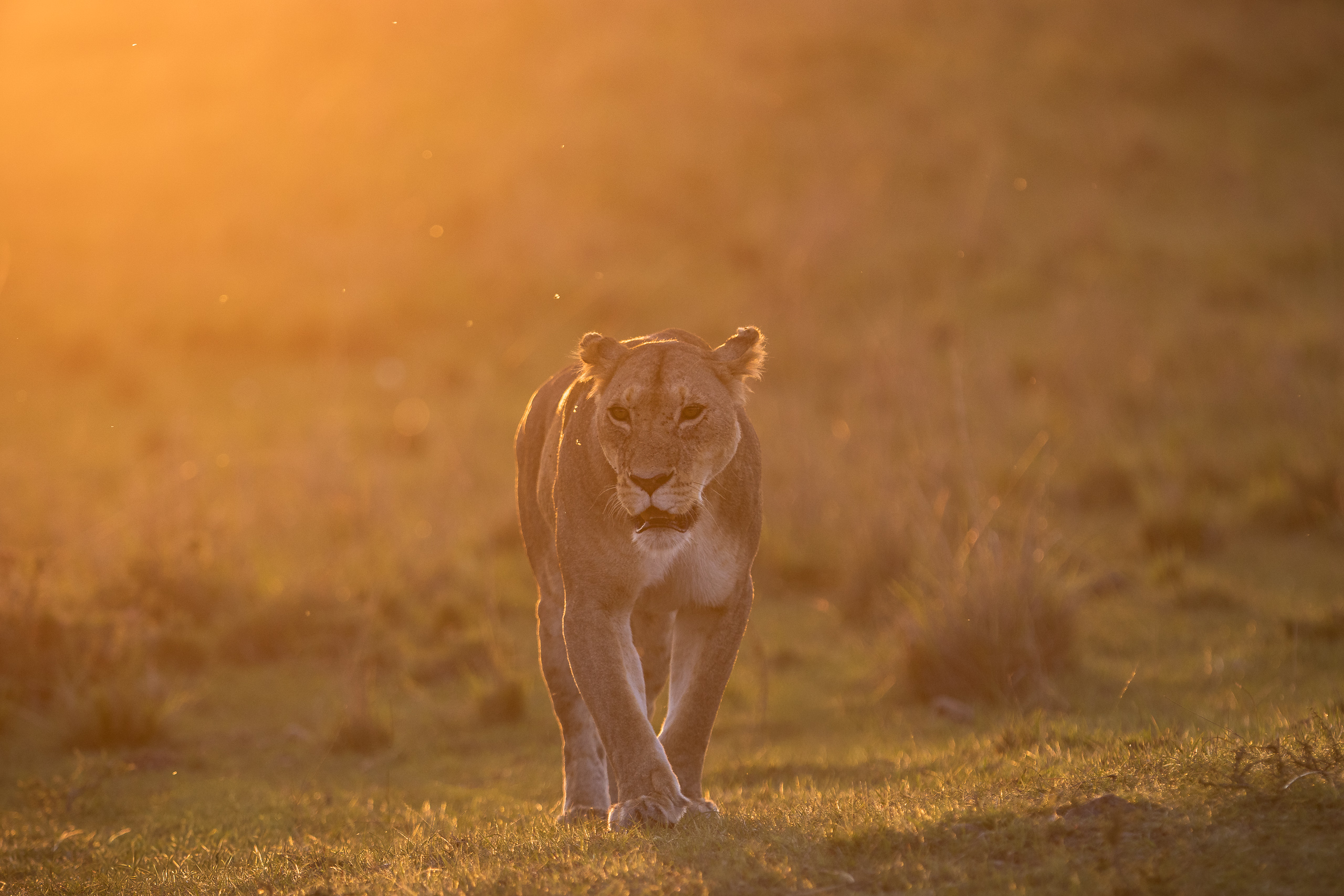 18390602012026002 ©SimonePaleari