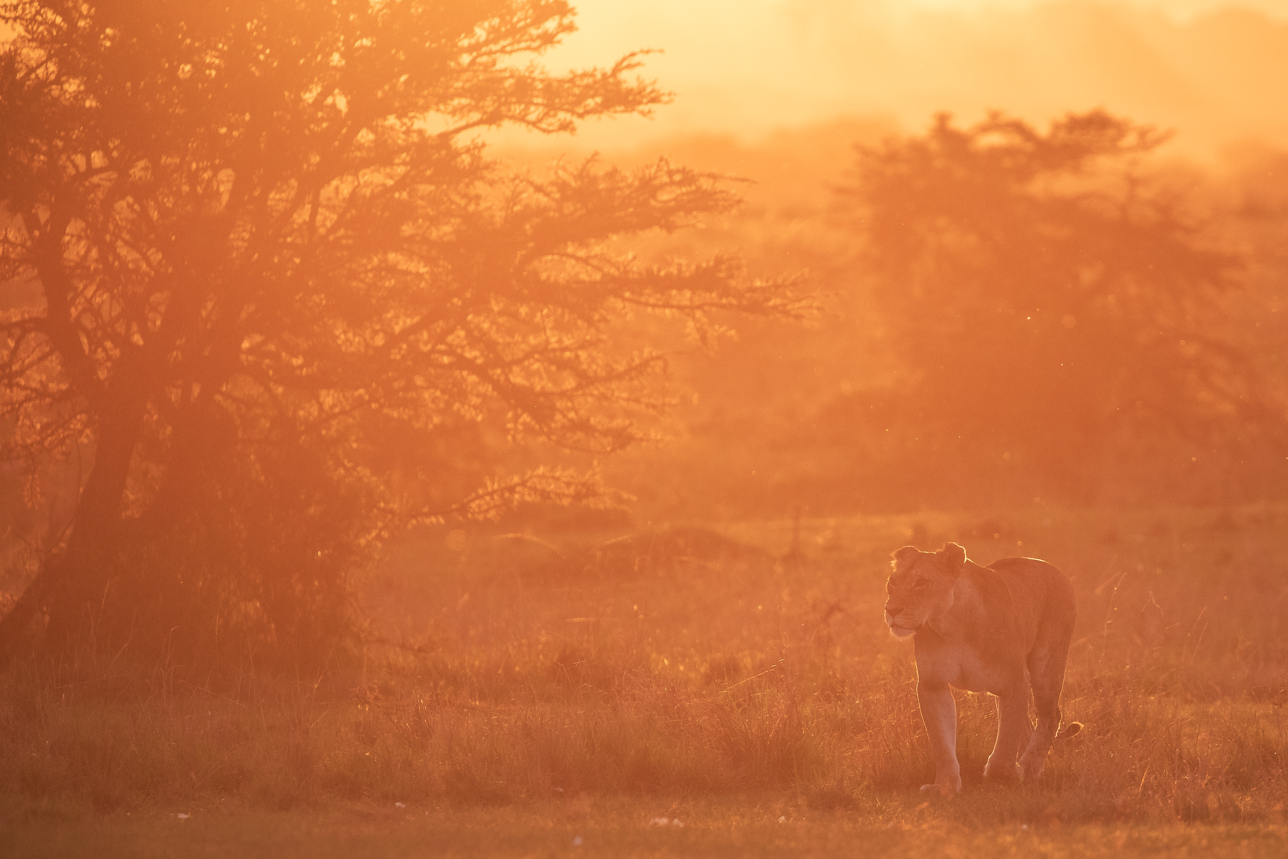 18411302012026002 ©SimonePaleari