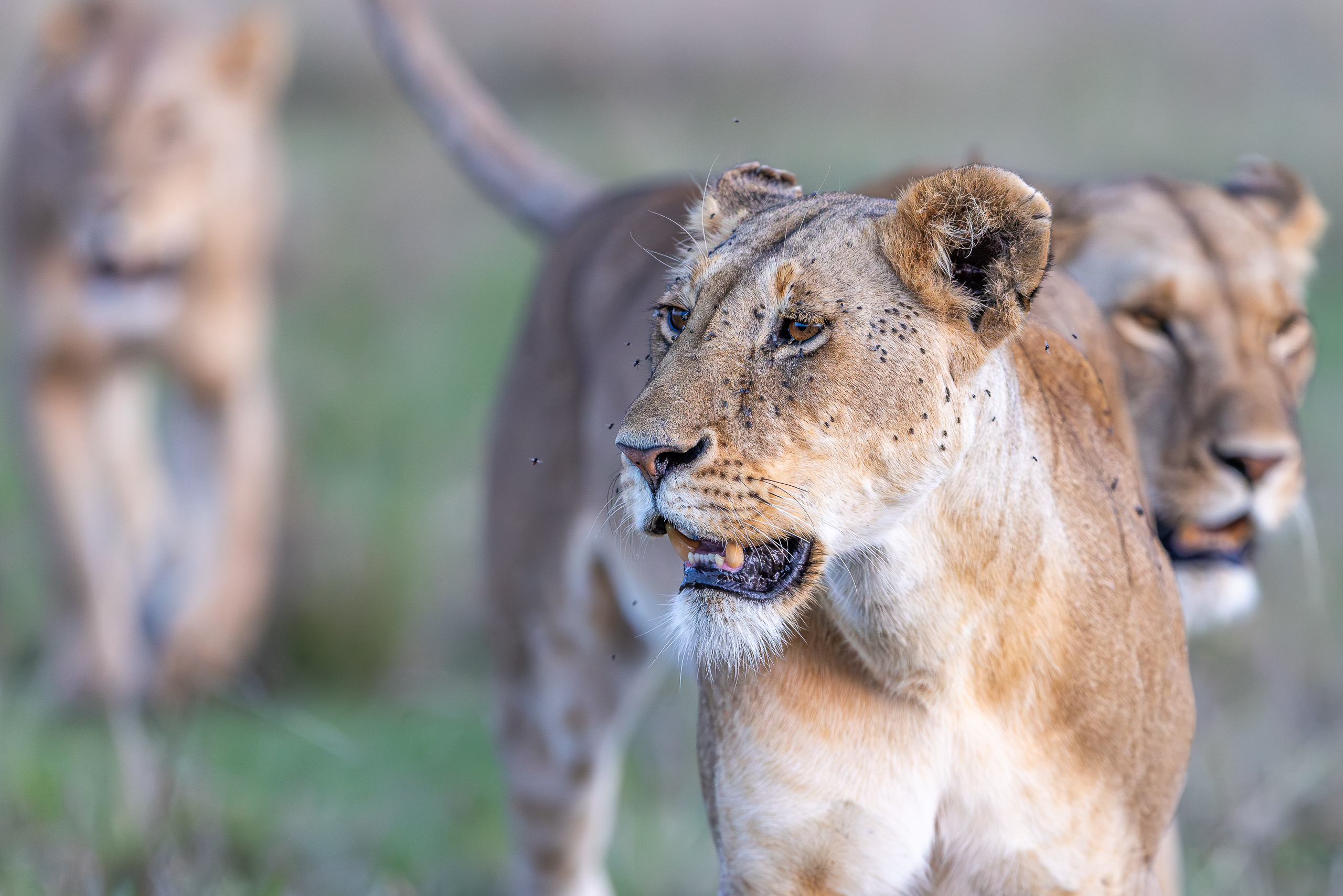 18491703012026003 ©SimonePaleari