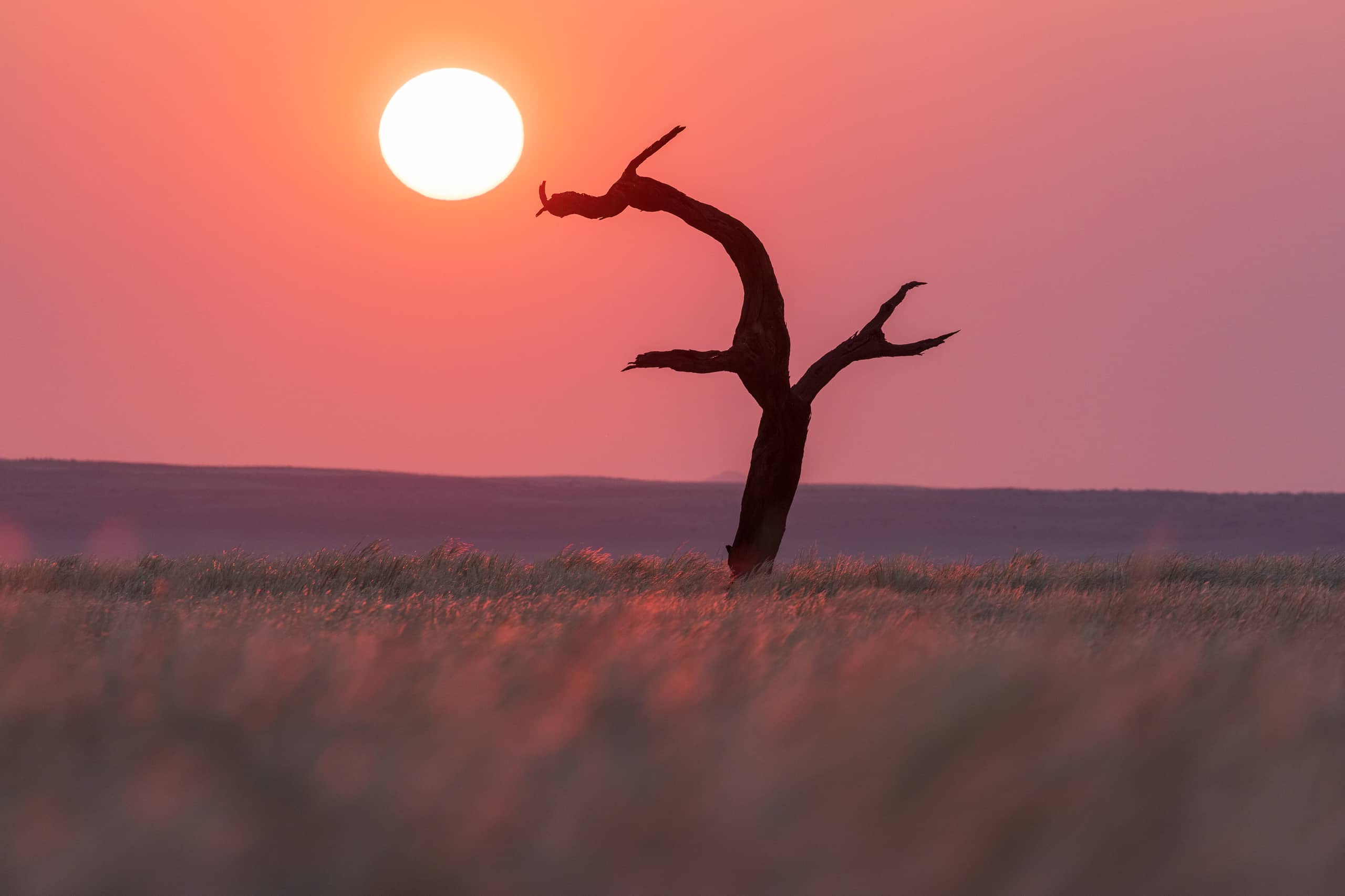 18245408082026220 ©SimonePaleari