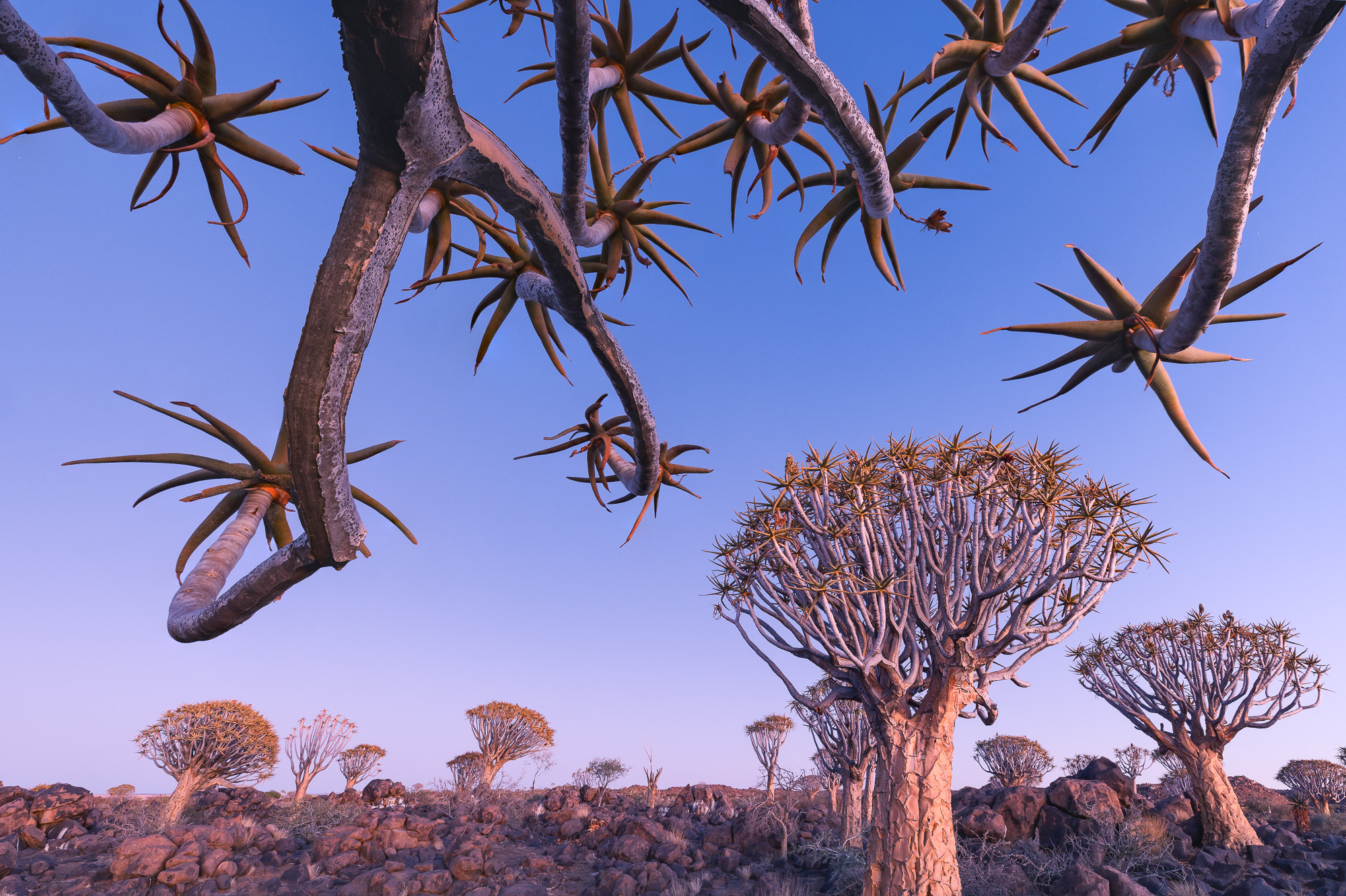 06582506082024219 ©SimonePaleari