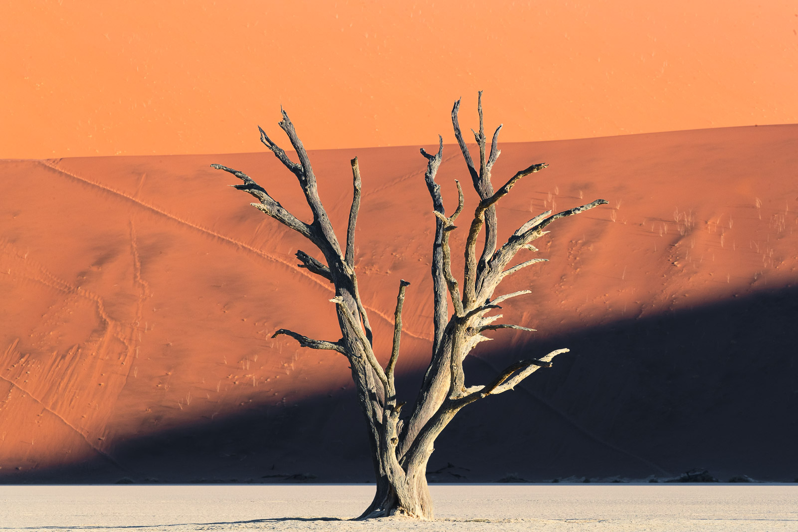 17522710082024223 ©SimonePaleari