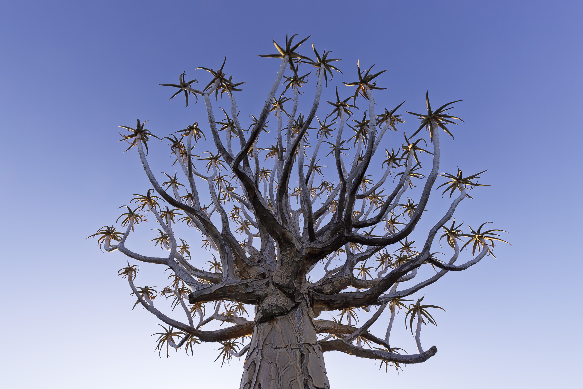 17523705082024218 ©SimonePaleari