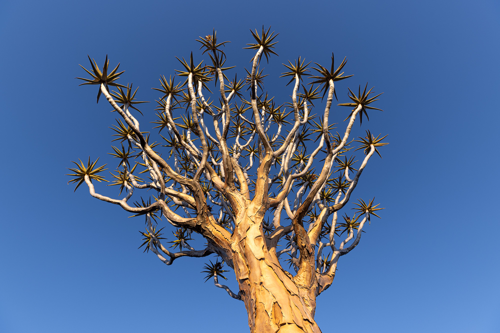 18000205082024218 ©SimonePaleari