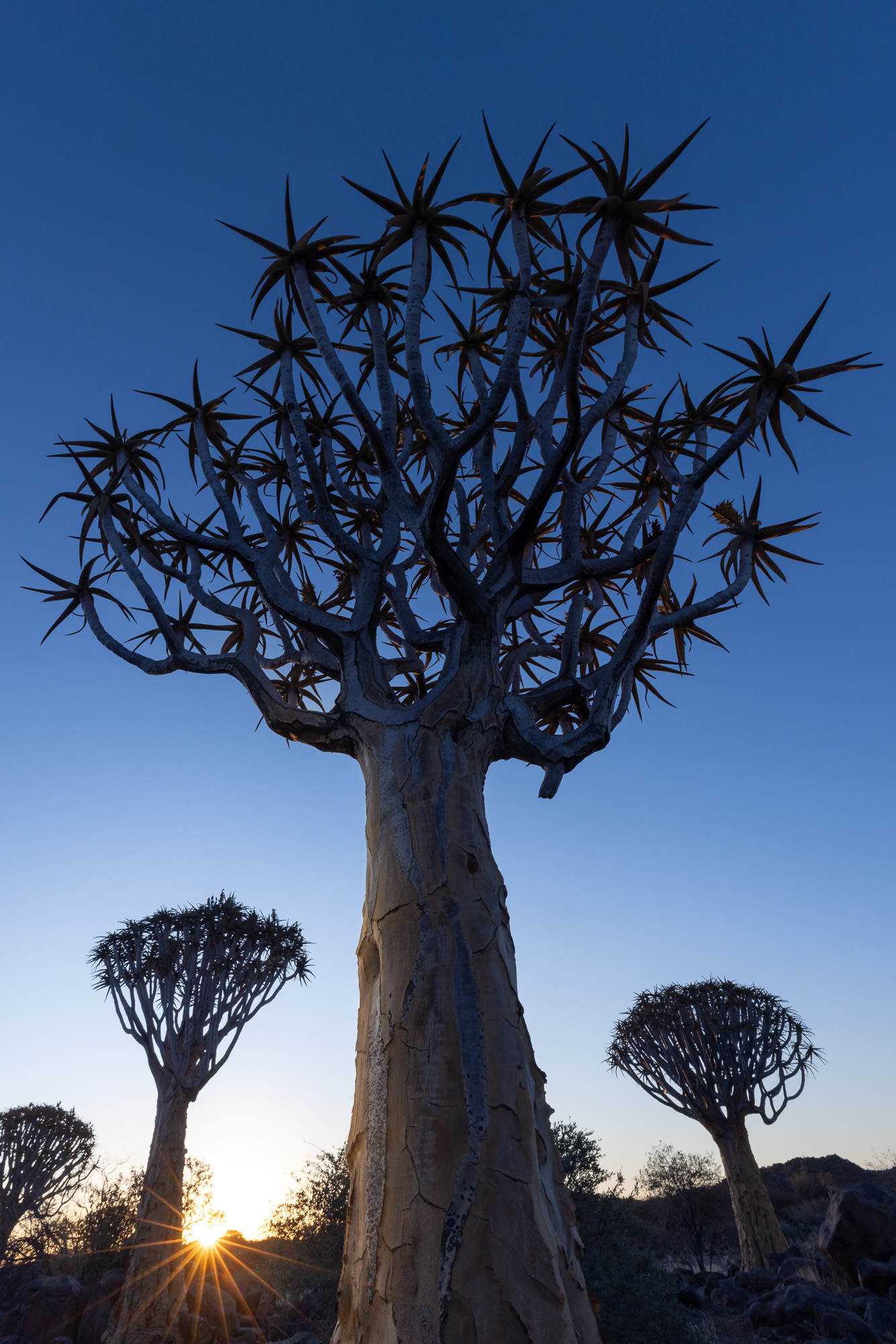 18135805082024218 ©SimonePaleari