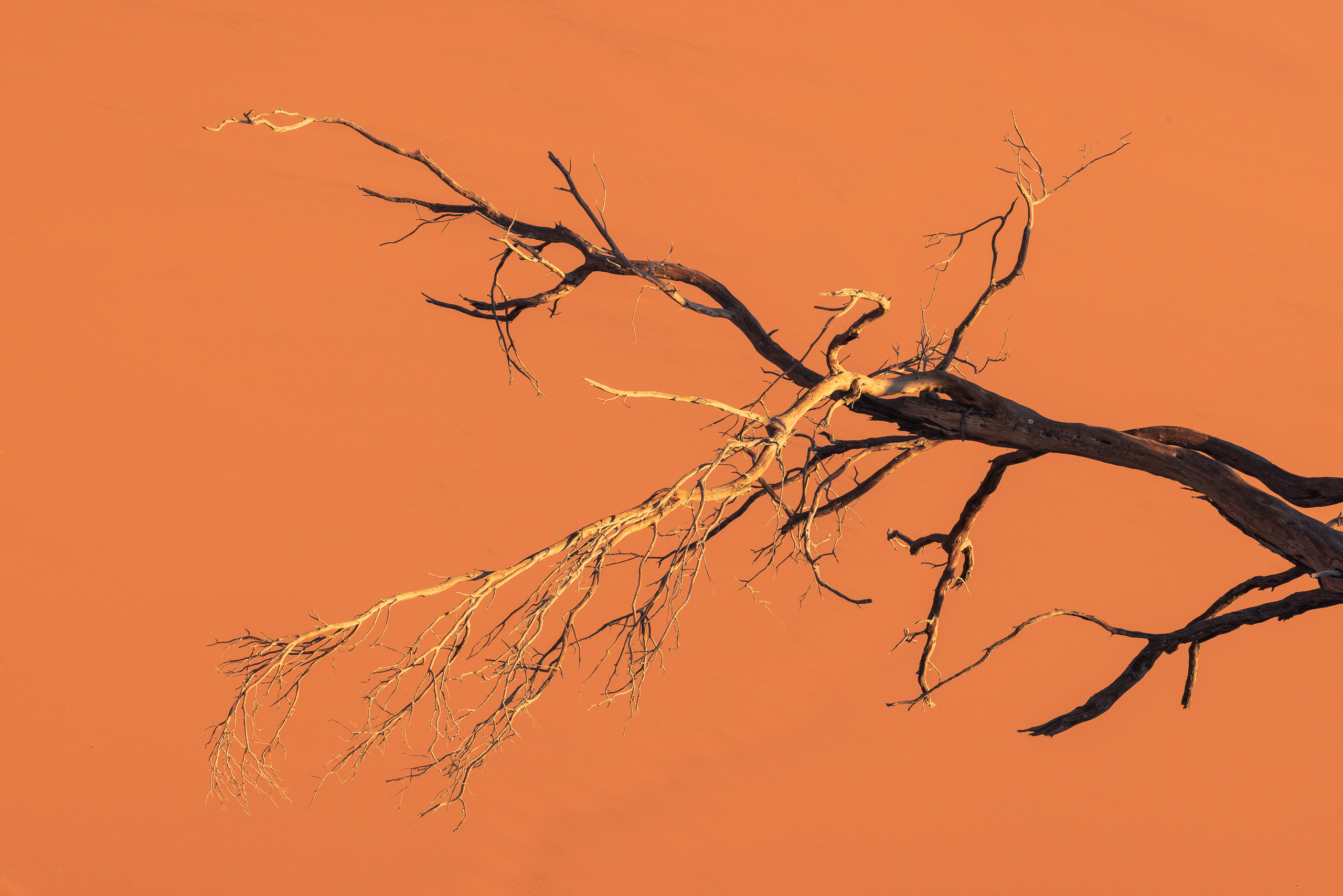 18193511082024224 ©SimonePaleari