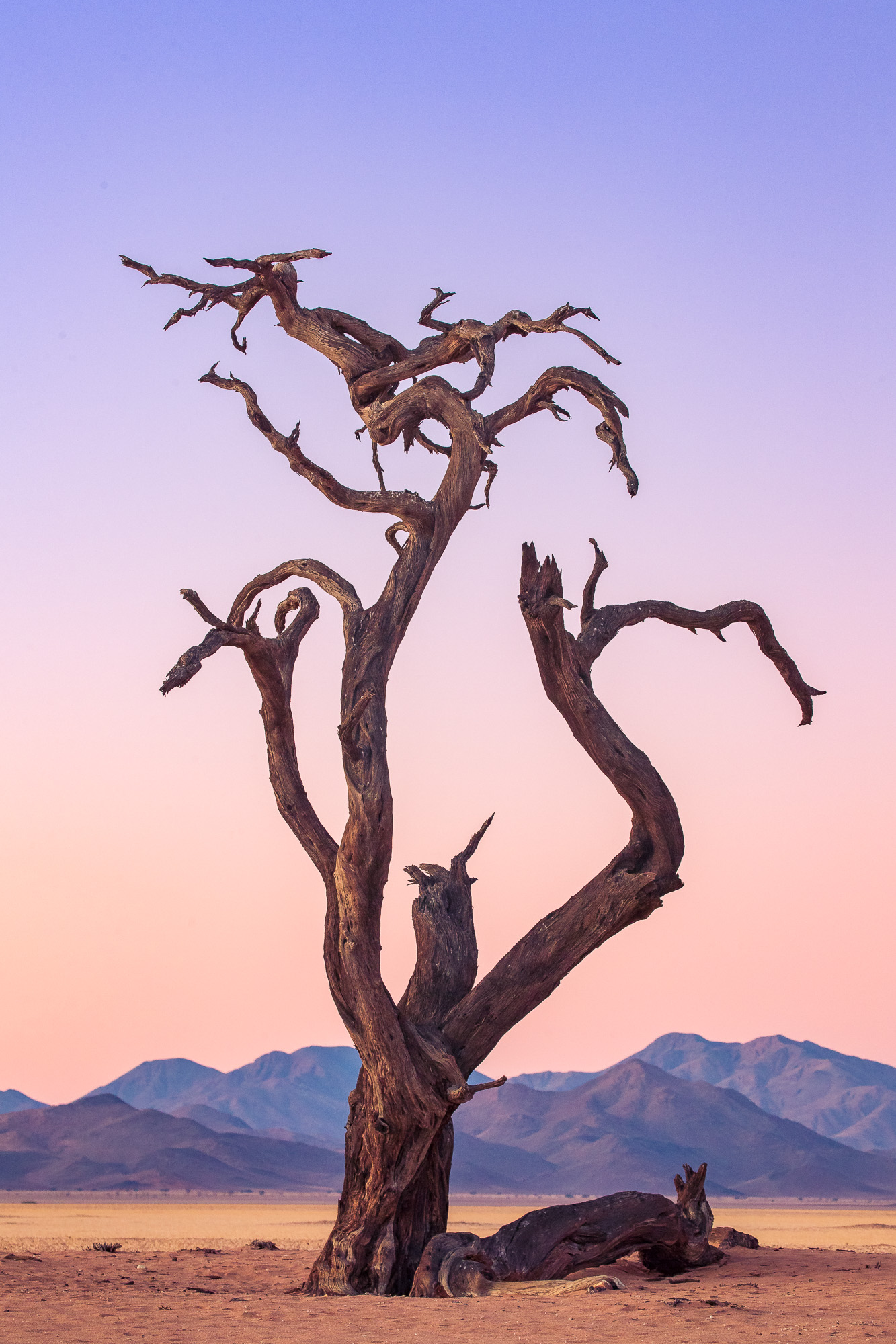 18395308082024221 ©SimonePaleari