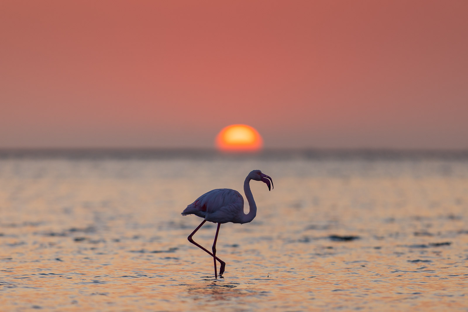 18440512082024225 ©SimonePaleari